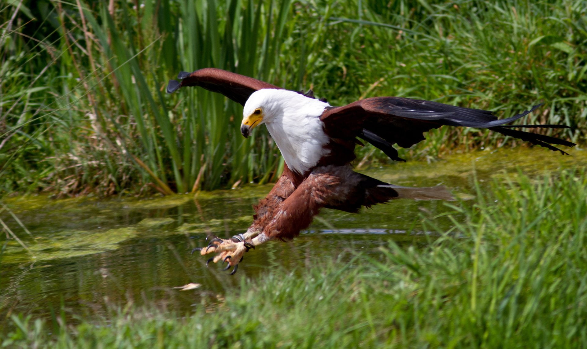 Eagle, Birds, African Fish Eagle, 1080P, HD Wallpaper