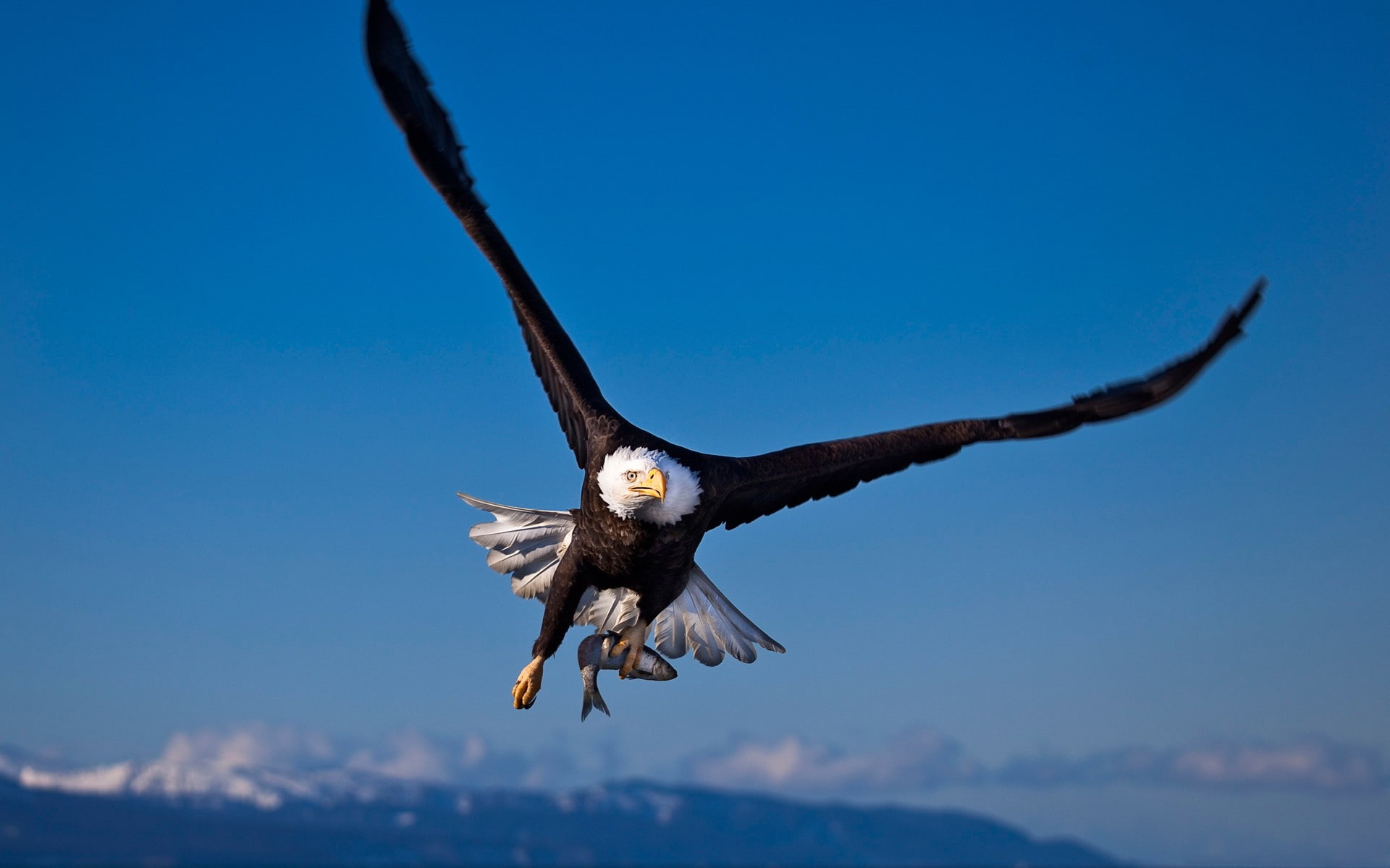 hd, 1080P, bald, x, eagles, FISH, art, animals, HD Wallpaper