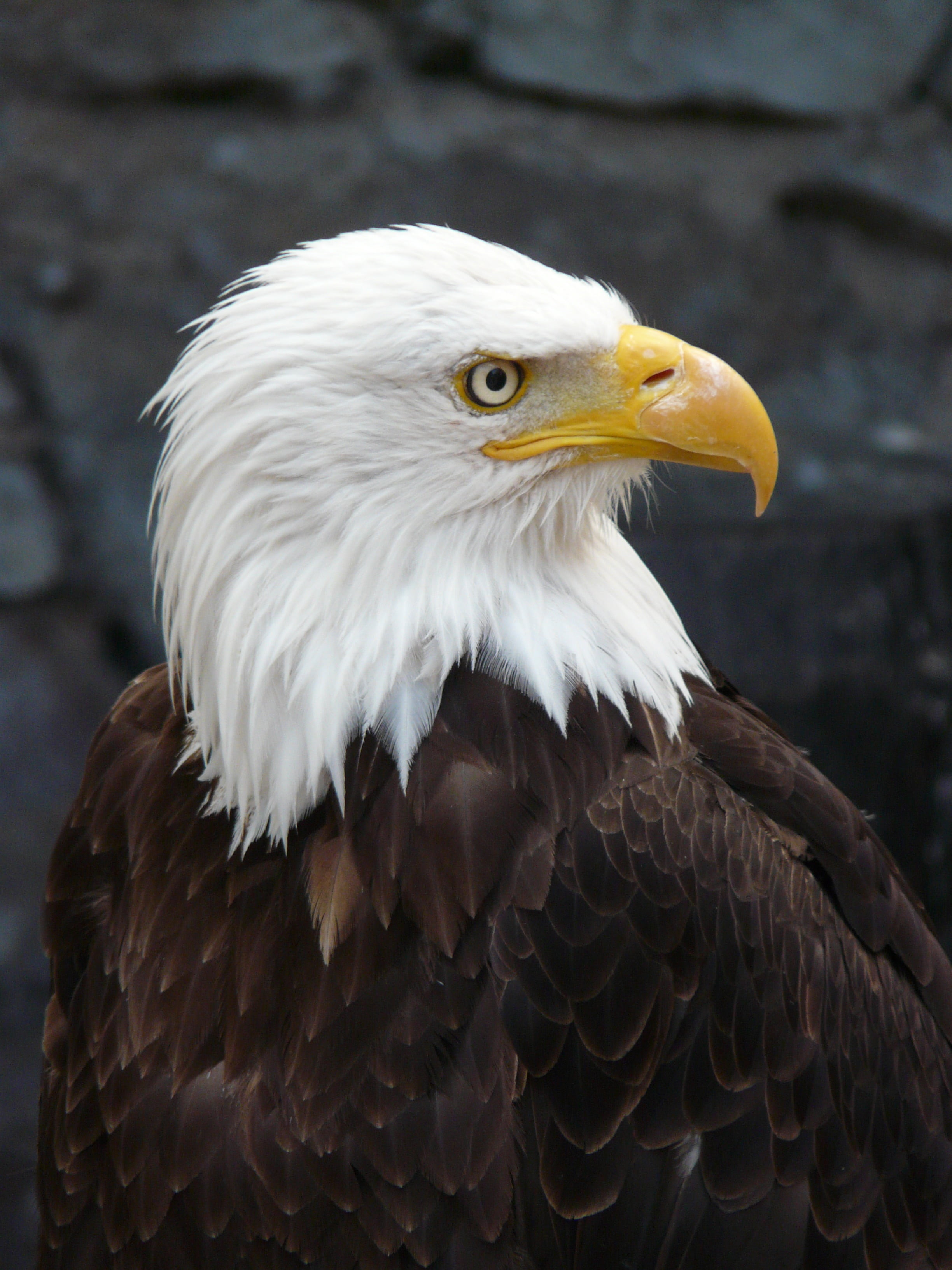 photography, looking away, fish eagle, bald eagle, looking, no people, close-up, day, pigargue, animal eye, eagle - bird, focus on foreground, raptor, 2K, Phone HD Wallpaper