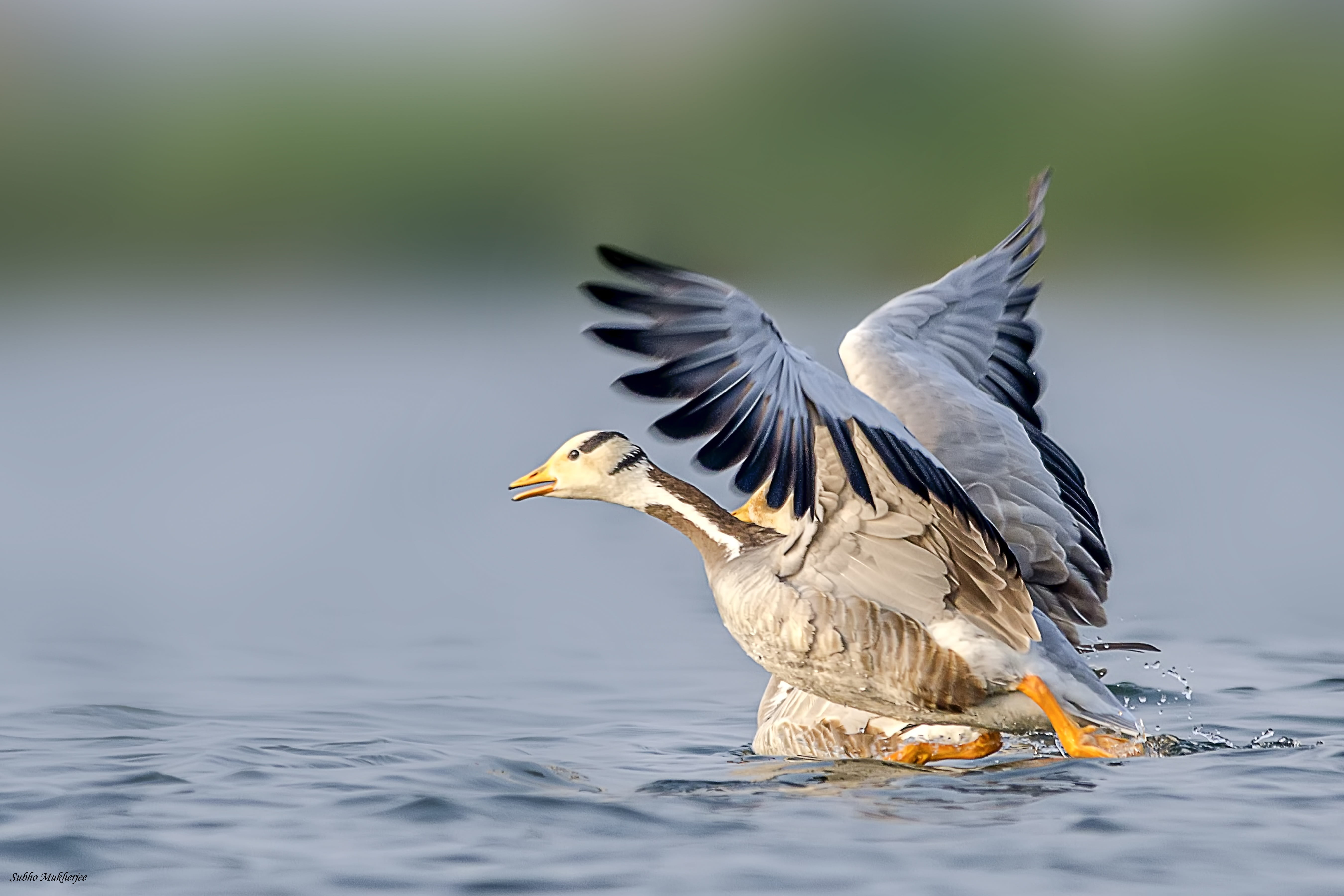 animal, animal themes, focus on foreground, fish, one animal, bird, vertebrate, 5K, outdoors, full length, surface level, day, animals in the wild, animal wing, HD Wallpaper