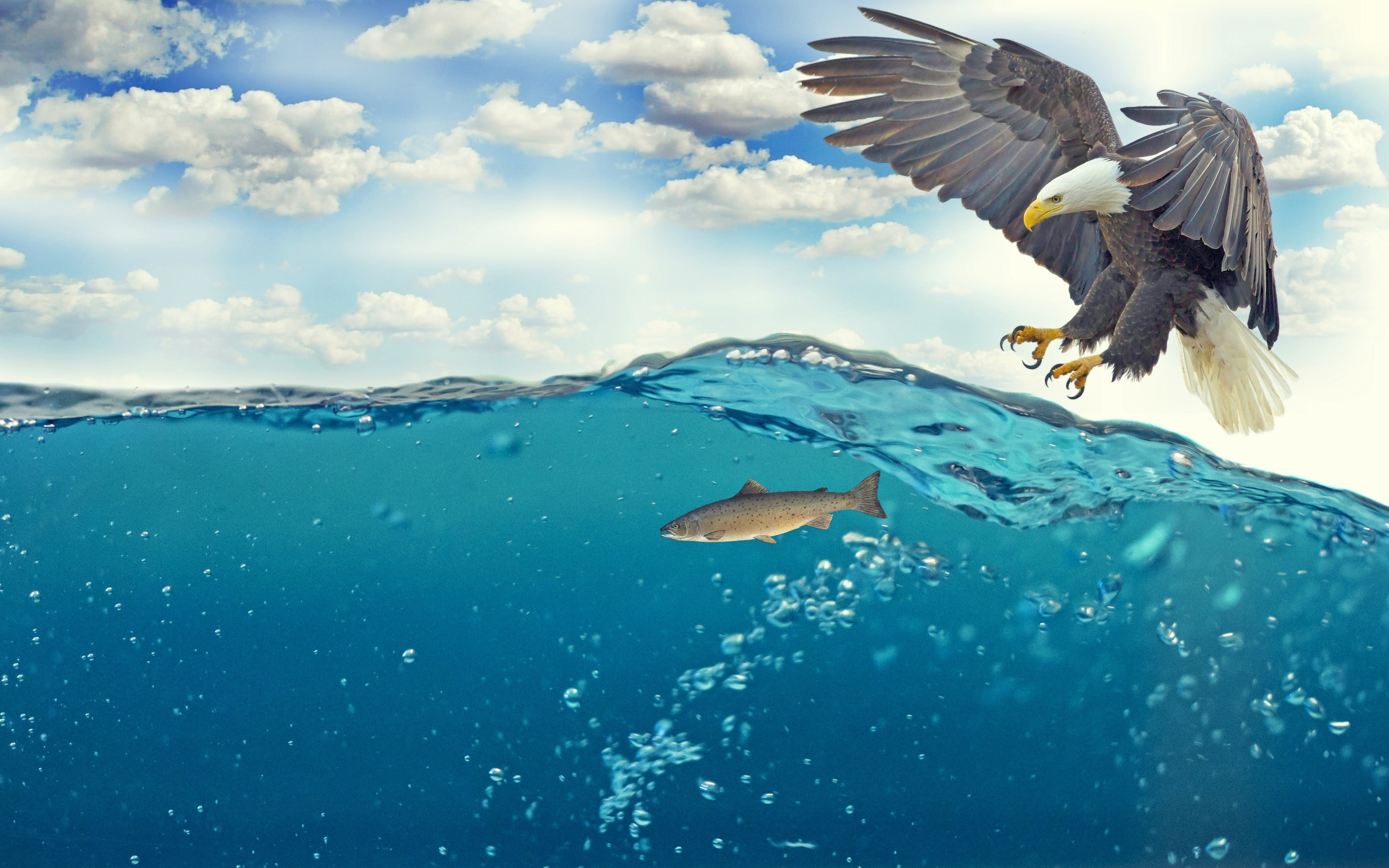 animals in the wild, predator, flying, ocean, animal themes, cloud - sky, outdoors, mid-air, marine, turquoise colored, spread wings, sea, birds, waterfront, HD Wallpaper