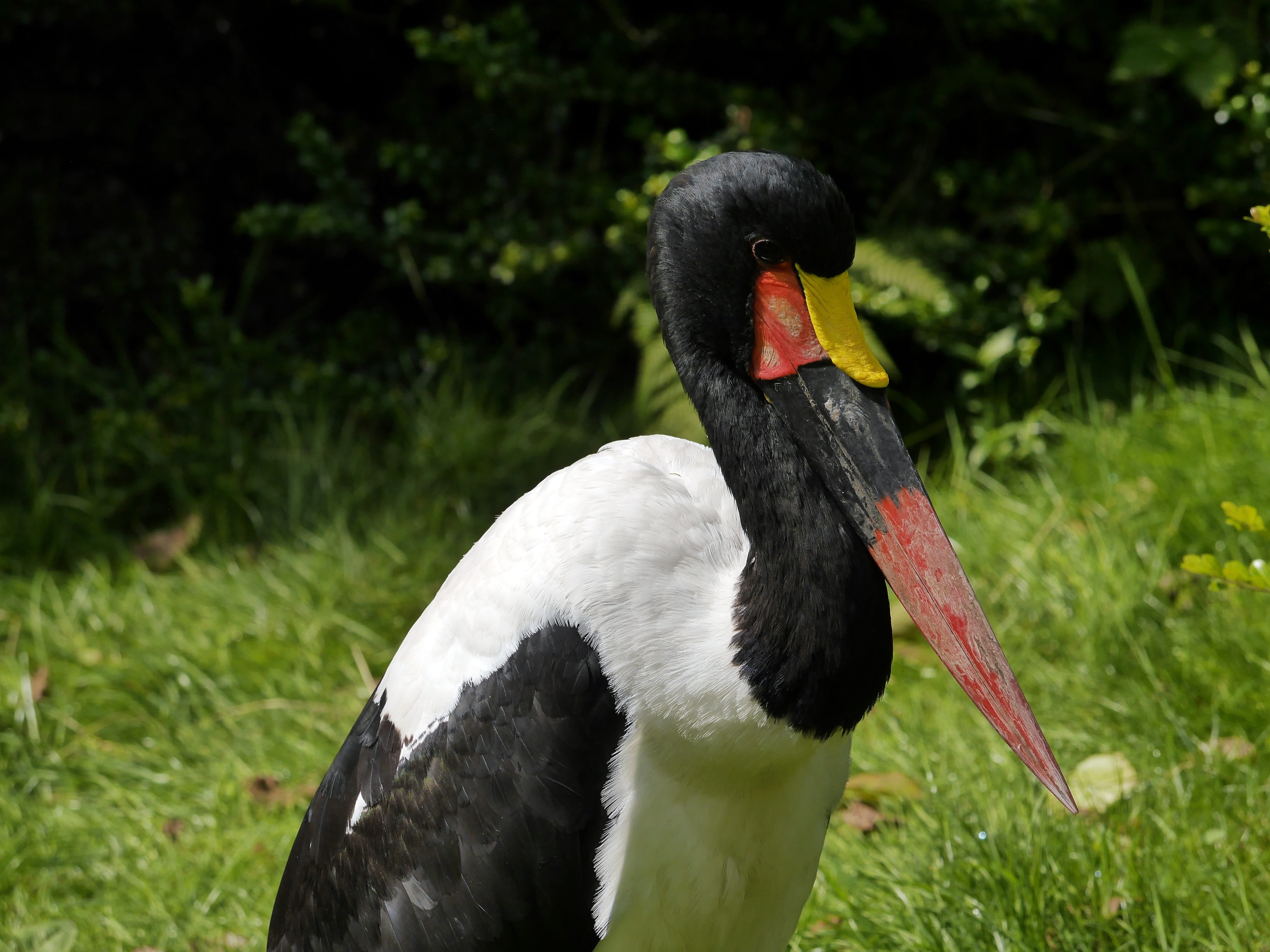 swan, vertebrate, grass, animal body part, animal neck, birds, 4K, beak, animals in the wild, storks, portrait, bird, nature, one animal, stork, focus on foreground, HD Wallpaper