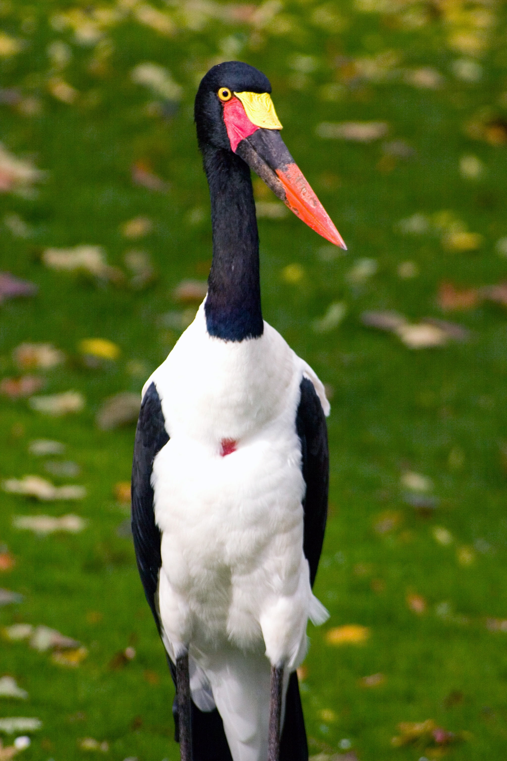 beak, portrait, animal themes, close-up, animals in the wild, plant, bird, animal body part, animal wildlife, bill, focus on foreground, no people, stork, Phone HD Wallpaper