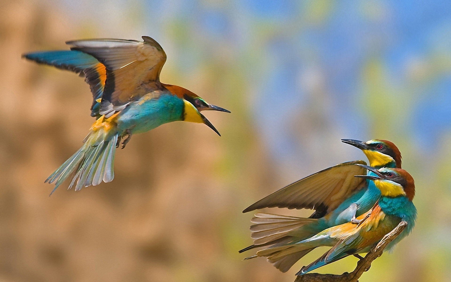 animal, colors, motion, king, multi Colored, flying, fisher, two animals, flight, no people, swing, bird Watching, animal body part, environment, outdoors, HD Wallpaper