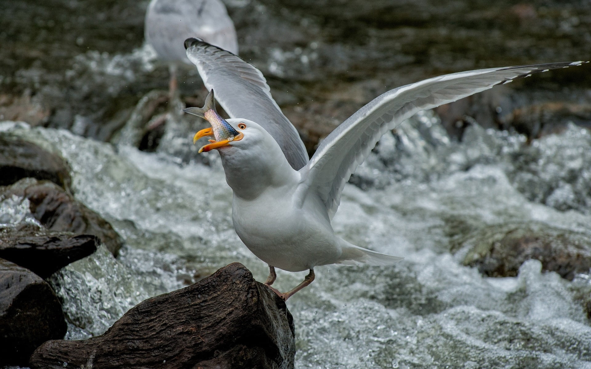 focus on foreground, sea, animal, animal Wing, animals And Pets, flowing water, 1080P, beauty In Nature, food, fish, nature, spread wings, bird, water, HD Wallpaper