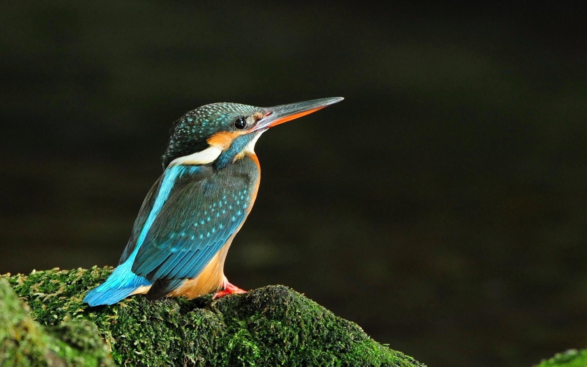 plant, solid, bird, rock, beauty In Nature, animals In The Wild, focus on foreground, blue, bird Watching, red, 1080P, day, profile view, beak, multi Colored, HD Wallpaper