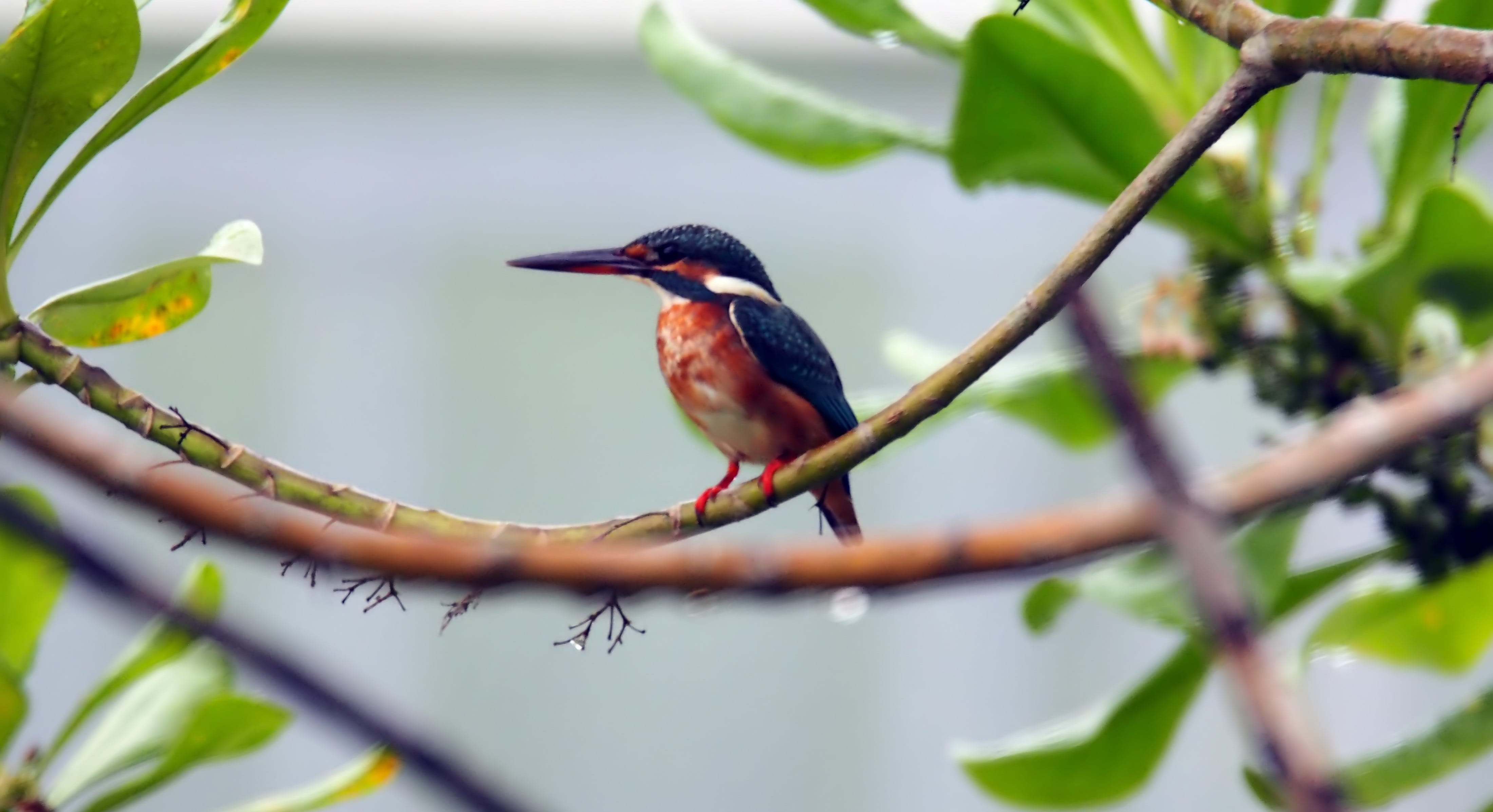 small, fish, beauty in nature, plant, outdoor, animal themes, 4K, bird, common, focus on foreground, wildlife, nature, outdoors, fisher, perched, day, HD Wallpaper