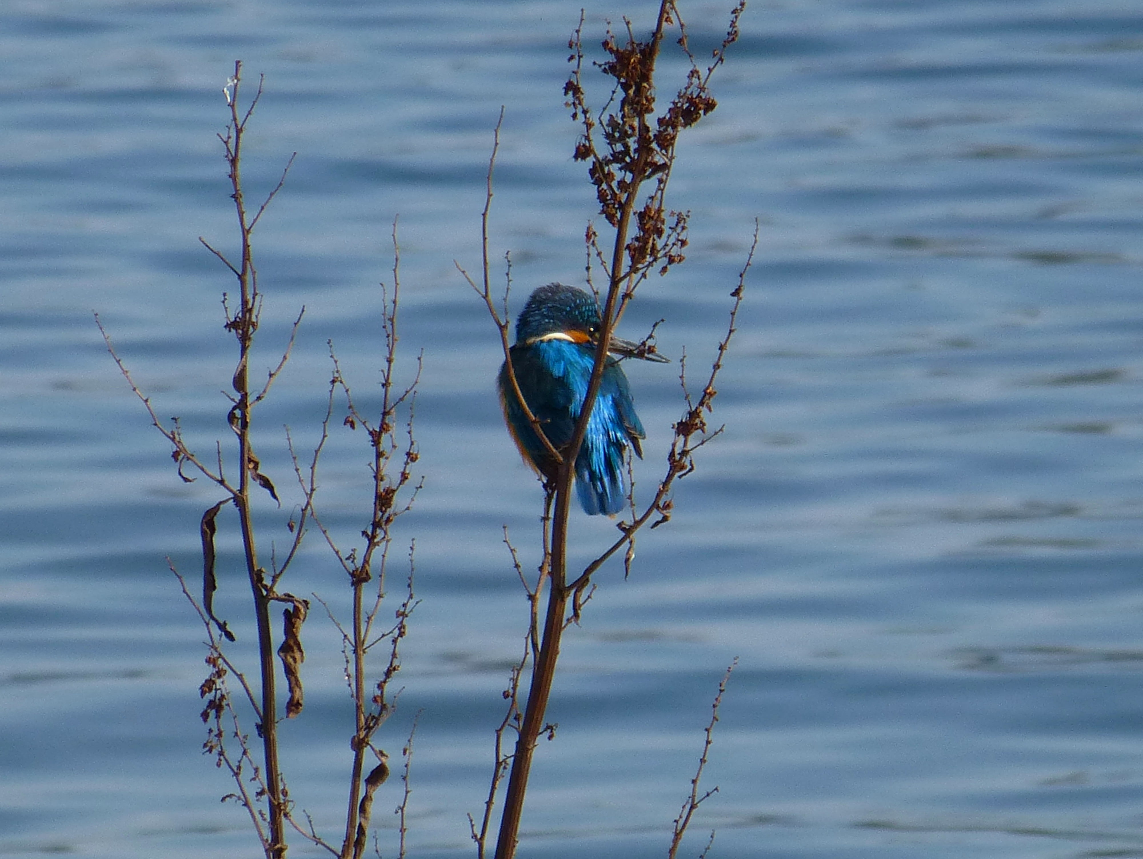 kingfisher, animal, day, vertebrate, no people, 4K, nature, outdoors, one animal, animals in the wild, focus on foreground, bird, alcedo, lake, animal wildlife, HD Wallpaper