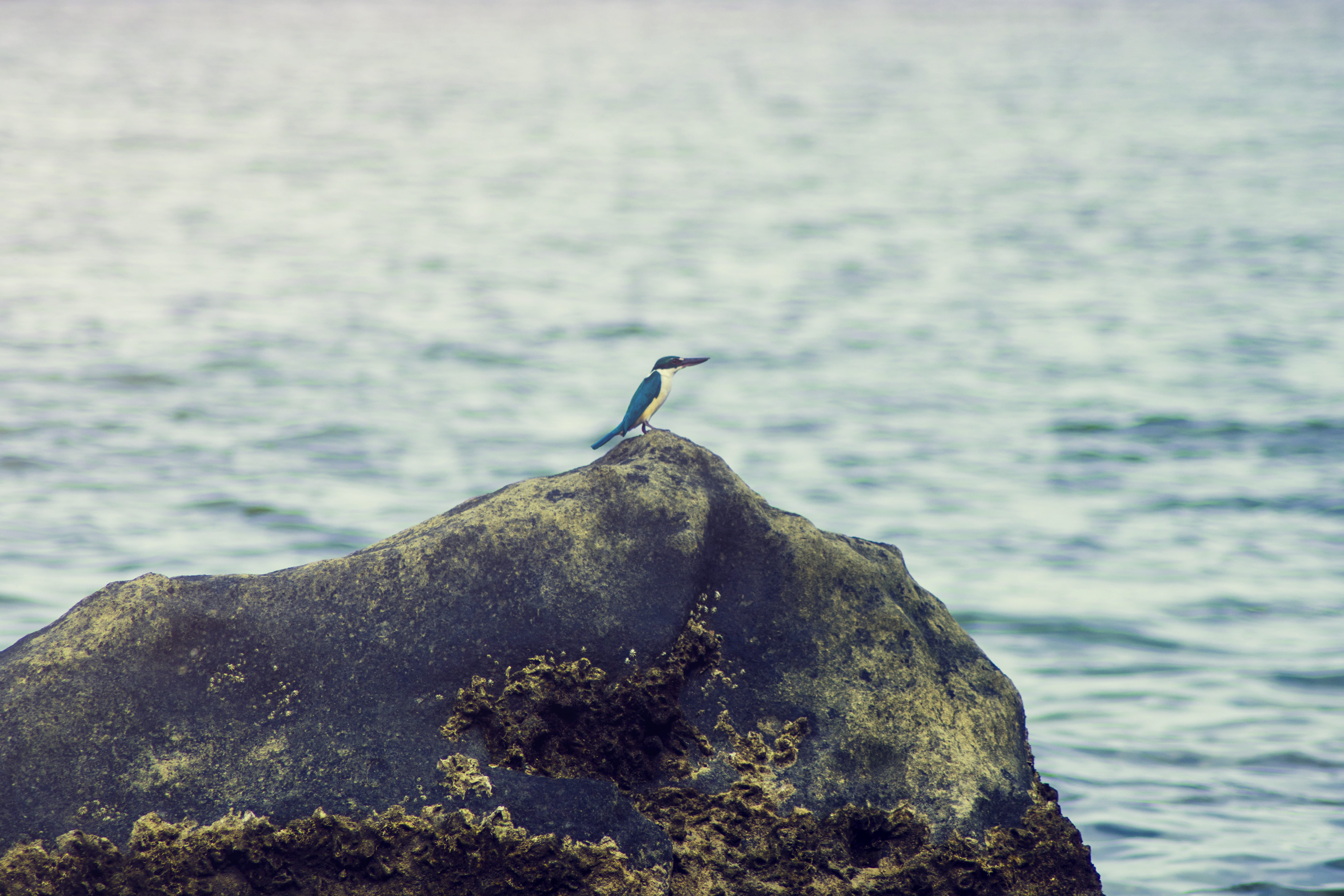 focus on foreground, no people, 5K, animals in the wild, seashore, sea, day, nature, ocean, water, marine, animal themes, body, one animal, blur, bird, HD Wallpaper