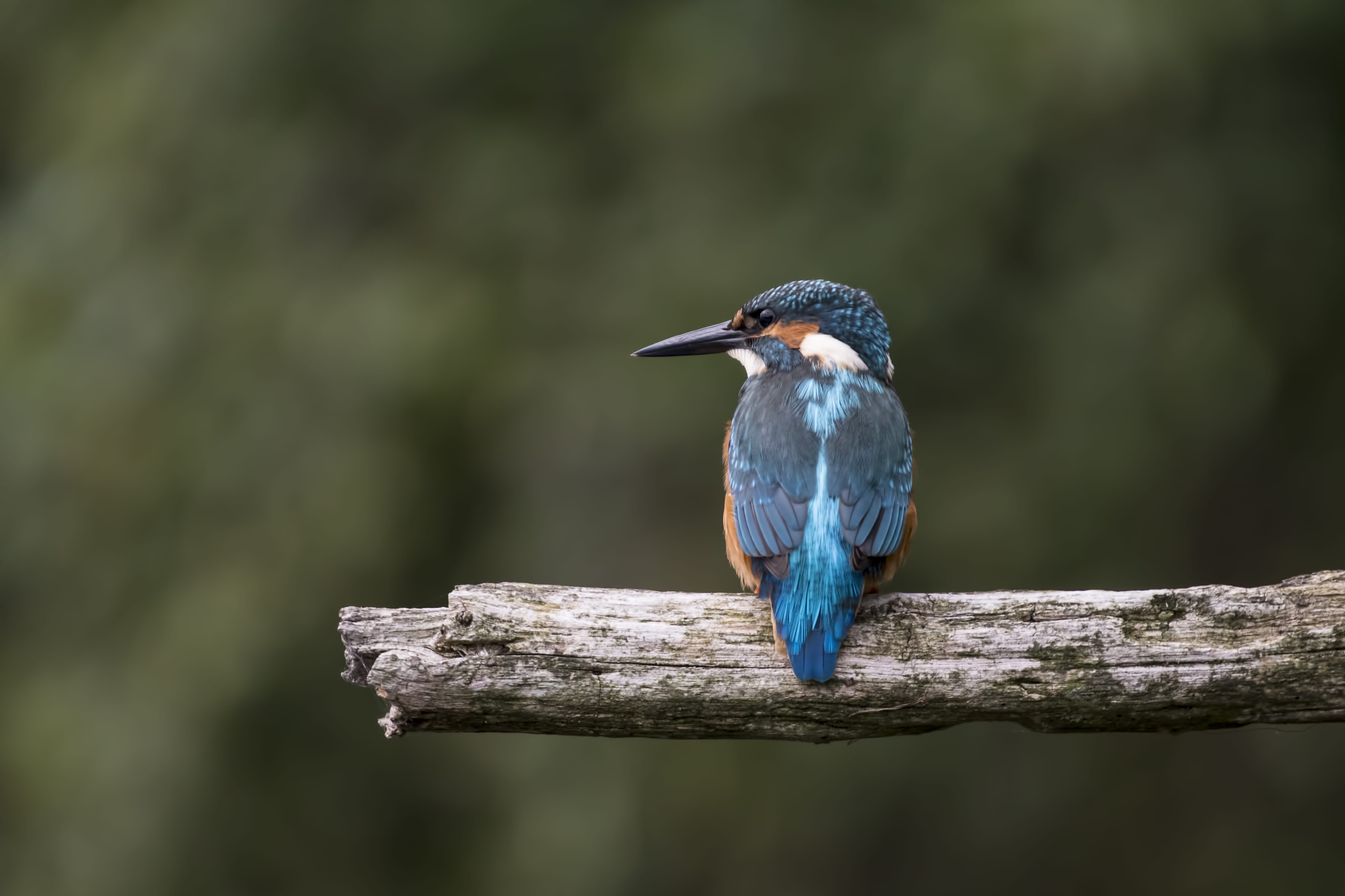 perching, branch, photography, wood - material, focus on foreground, portrait, outdoors, king fisher, nature, animals in the wild, animal wildlife, profile, HD Wallpaper