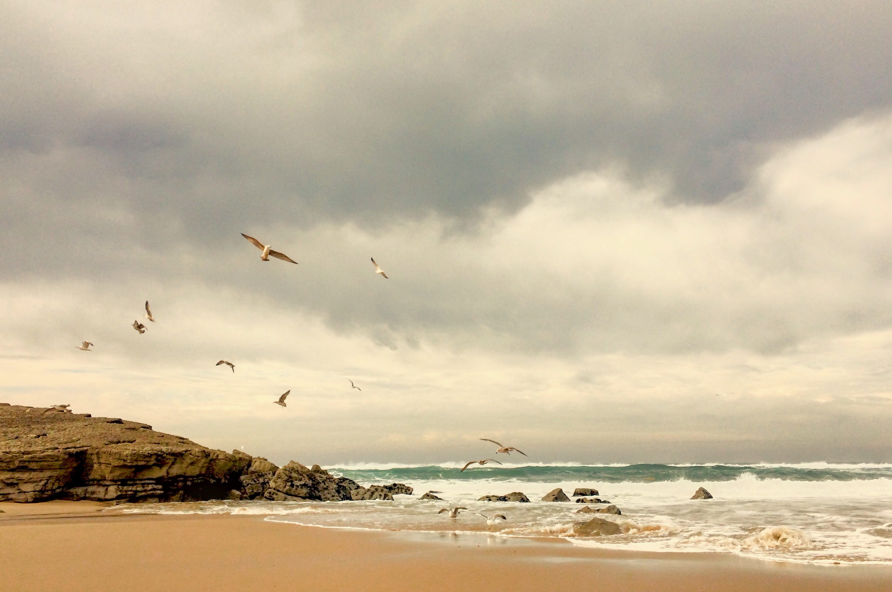 photo, body, near, wave, low angle, beauty in nature, ocean, beach, sky, fishers, king, photography, mid-air, outdoors, animal wildlife, cloud - sky, vertebrate, HD Wallpaper
