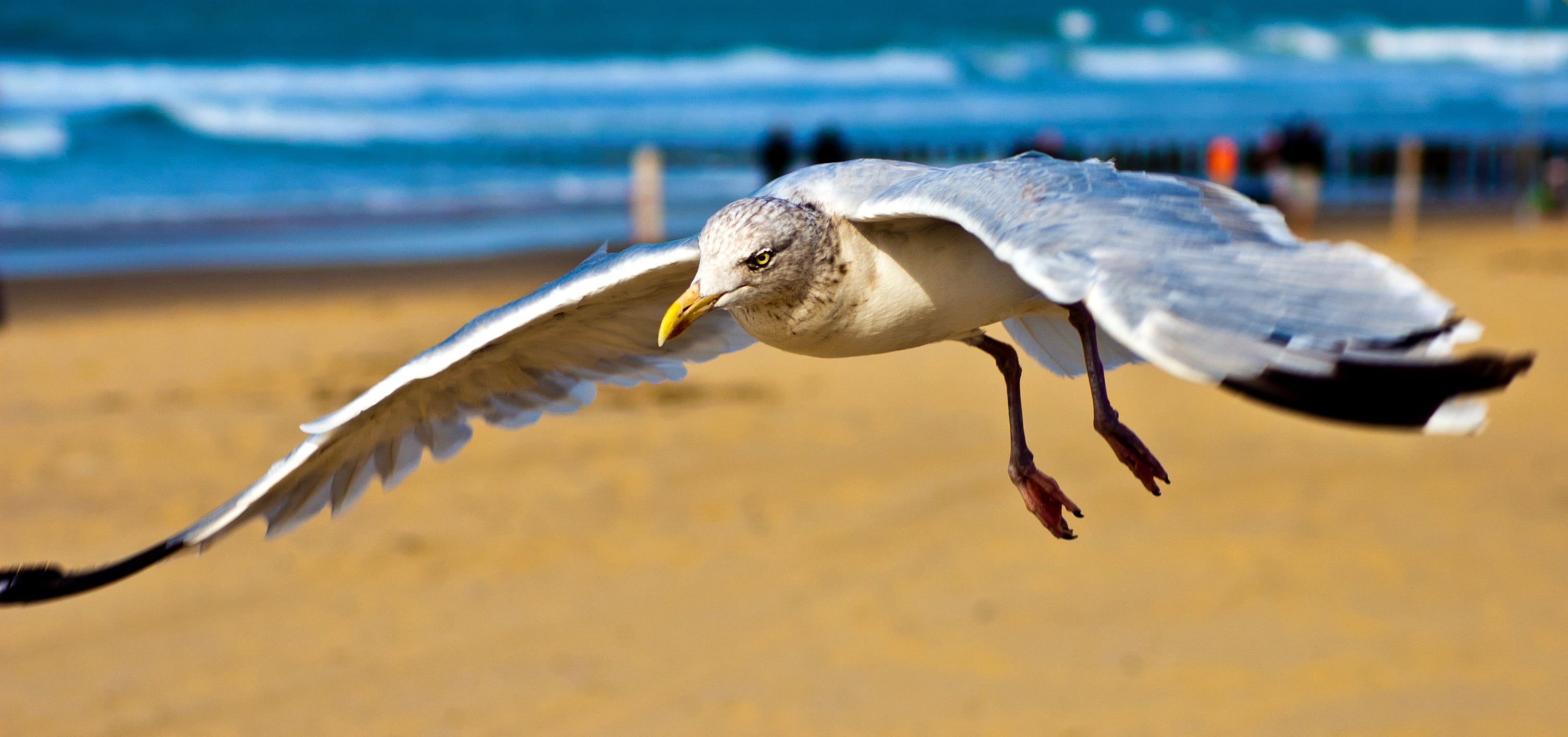 animal, reptile, high, coastline, rest, sea, fisher, coast, soaring, marine, animal body part, sky, animals in the wild, water, king, no people, plumage, HD Wallpaper