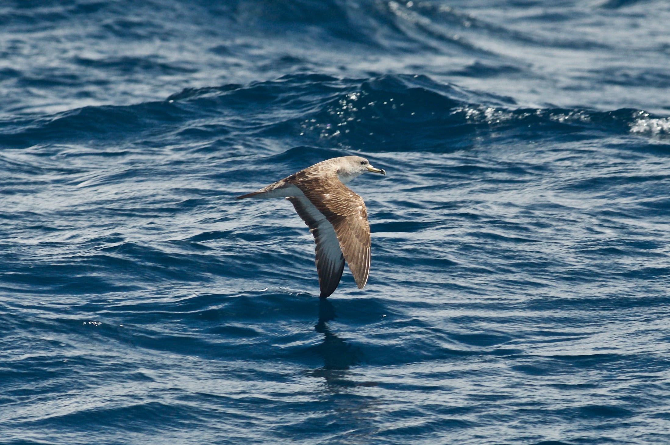 fisher, animal, Corys Shearwater, King Fisher, daytime, seagull, Florida, shearwater, nature, ocean, birding, 1080P, sea, bird, blue, Miami, calonectris, HD Wallpaper