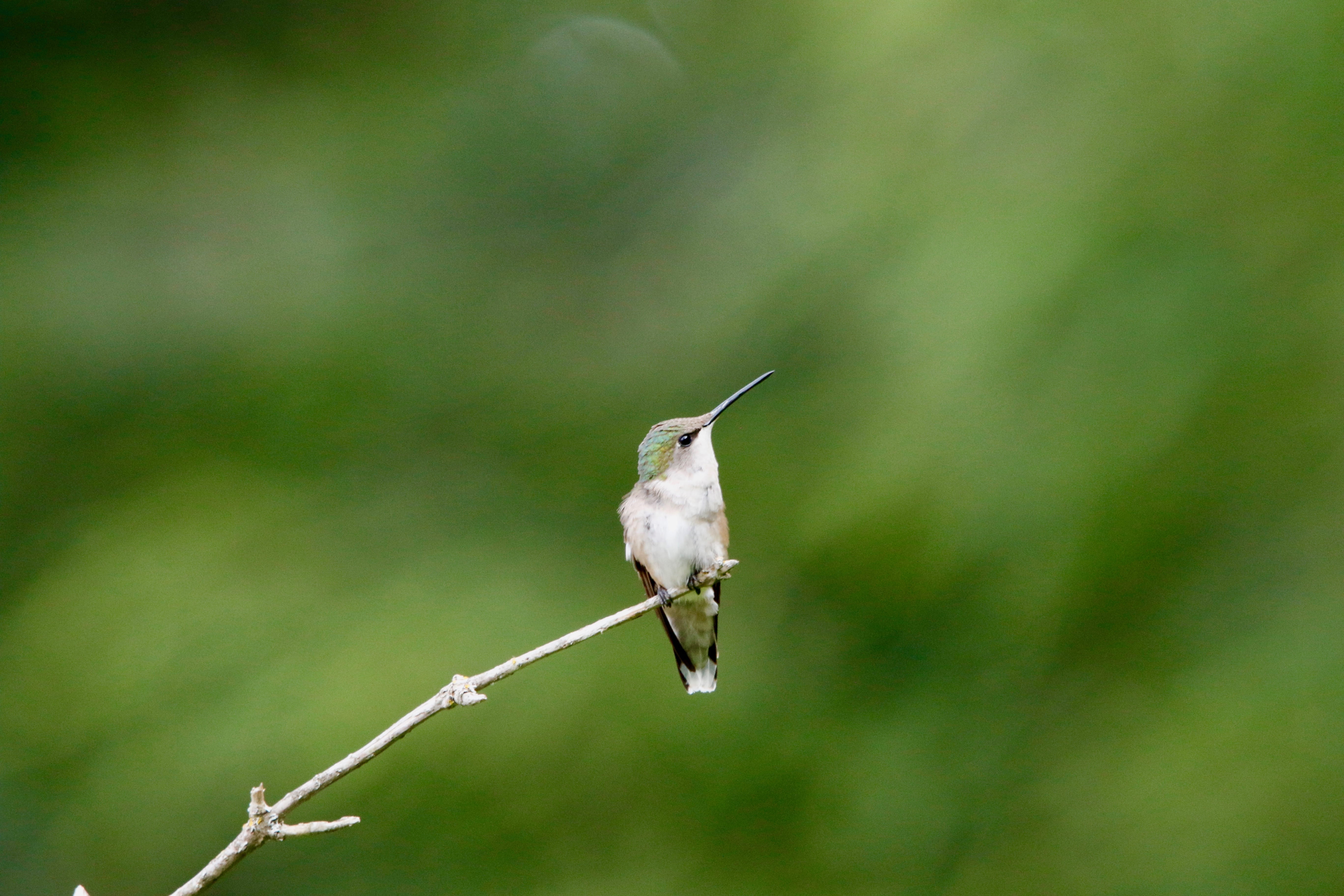 animal themes, bird, animals in the wild, king, animal, bee eater, fisher, tree, full length, flora, perched, outdoors, branch, plant, 5K, grass, hummingbird, HD Wallpaper