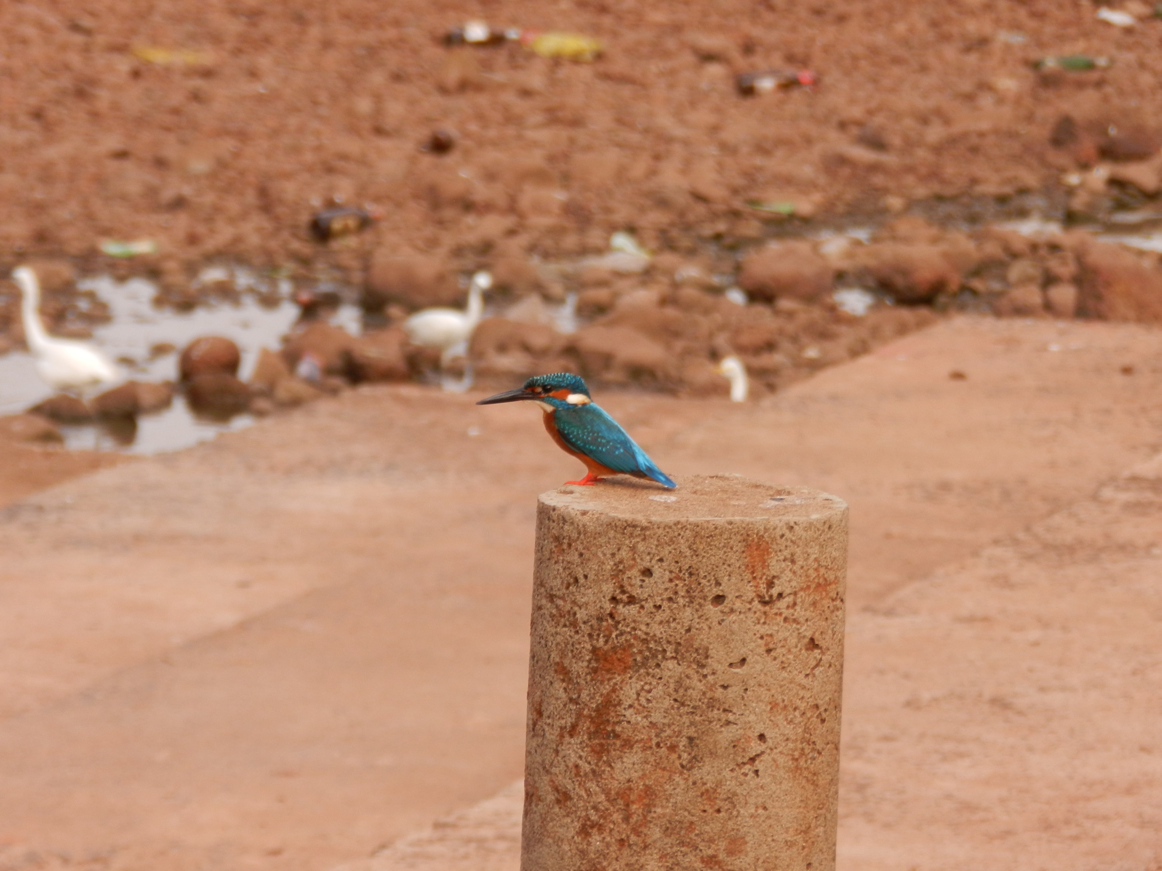 king, close-up, wooden post, sunlight, solid, fisher, perching, nature, kingfisher, one animal, animal wildlife, zoology, animals in the wild, full length, HD Wallpaper