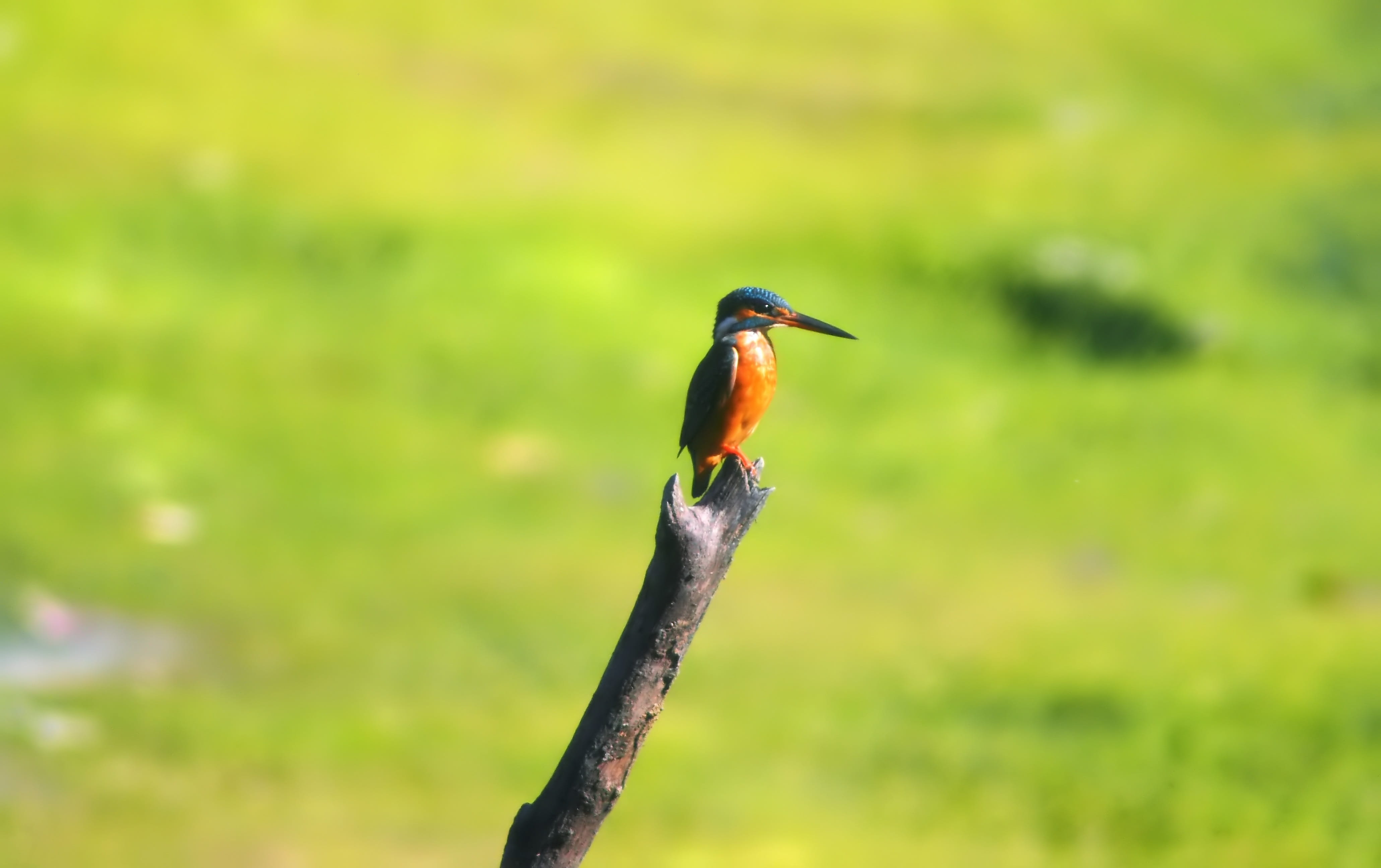fisher, wet, perched, branch, cute, wild, king, outdoors, animal, green color, natural, nature, perching, one animal, vertebrate, outdoor, marshes, no people, HD Wallpaper