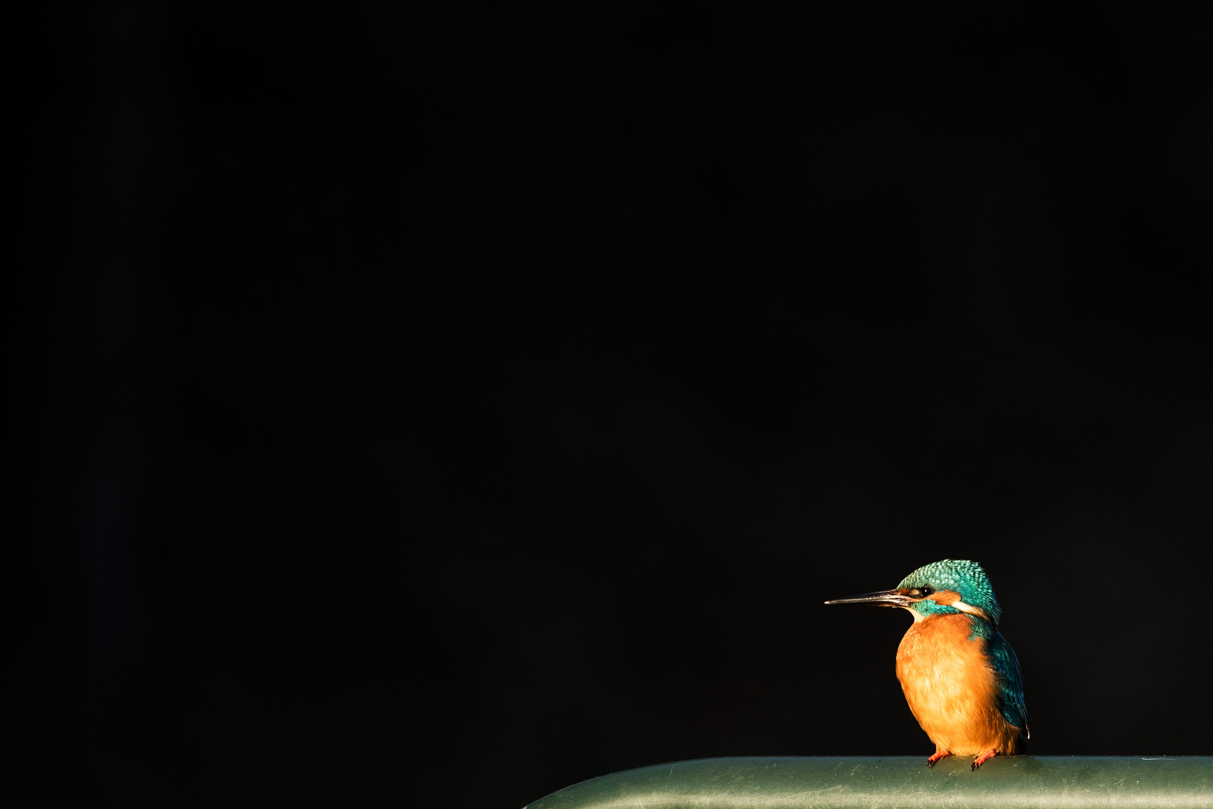 small bird, bird, animal, fisher, animal body part, close-up, animal themes, animal head, 4K, cut out, black background, studio shot, animal wildlife, HD Wallpaper