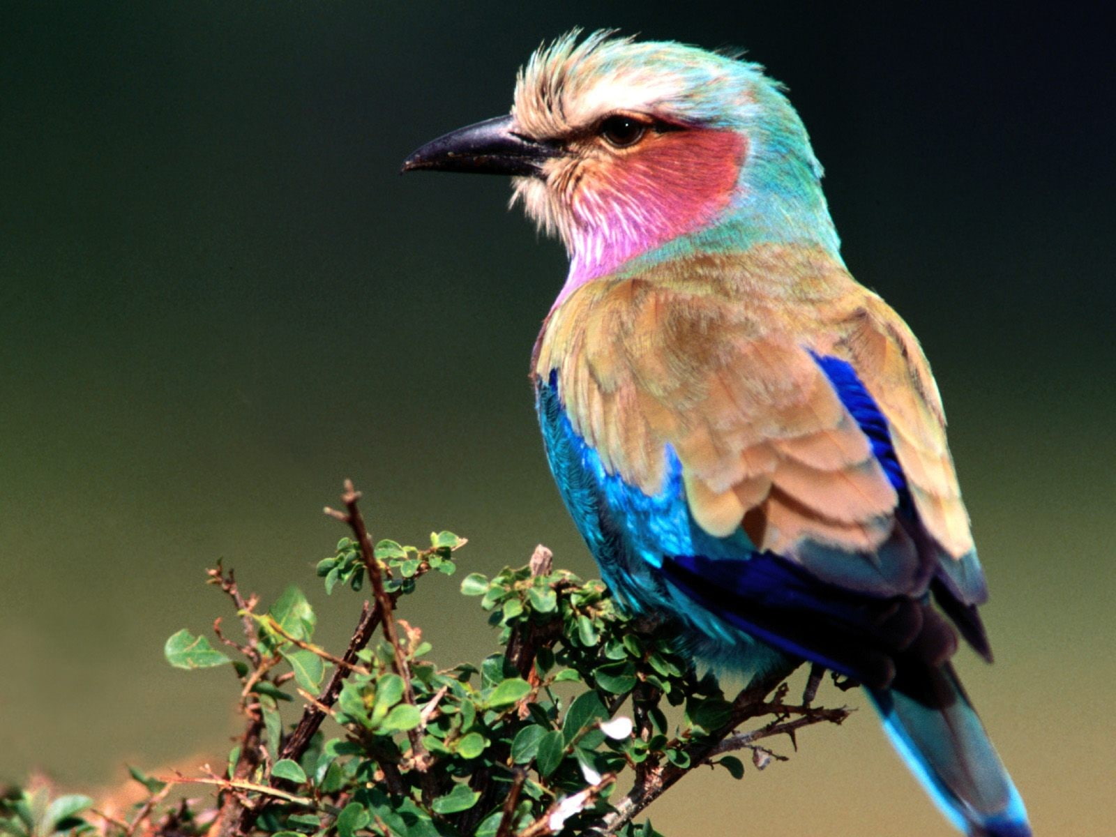 720P, Birds, Lilac-Breasted Roller, HD Wallpaper