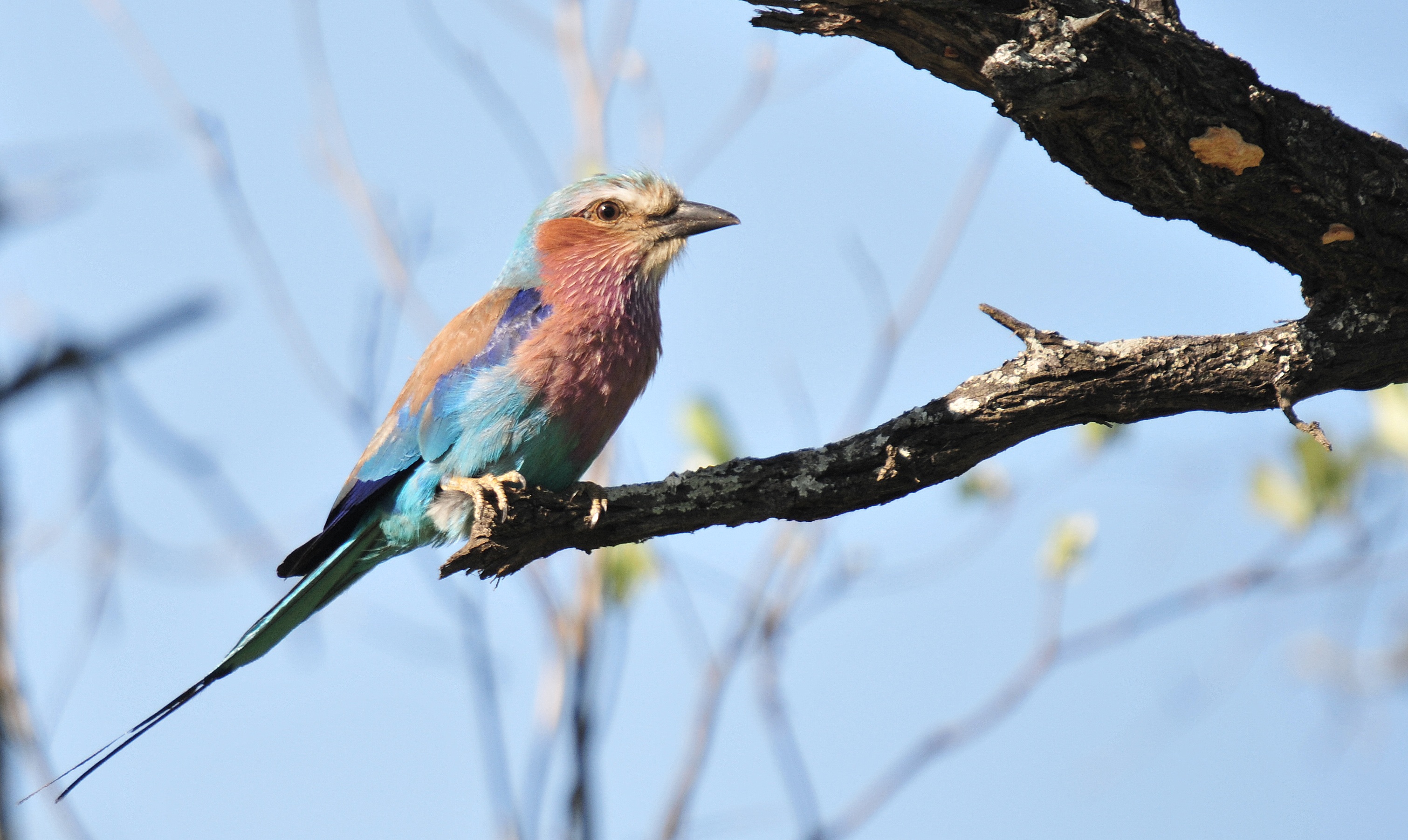 tree, plant, coracias caudata, branch, bare tree, animal wildlife, animals in the wild, bird, lilac breasted roller, perching, no people, red, animal, outdoors, HD Wallpaper