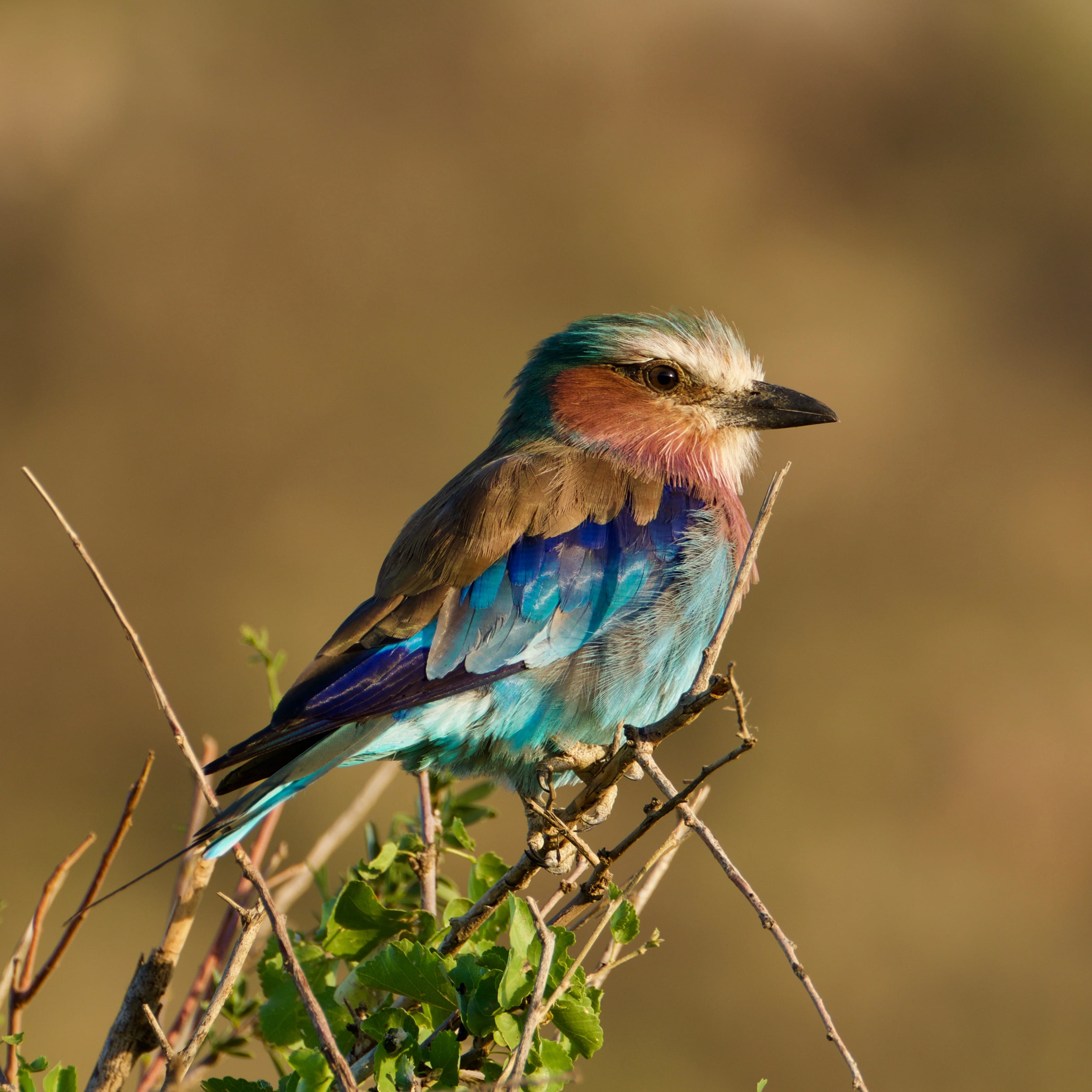 nature, animal, lilac-breasted roller, blue jay, animal themes, food, perching, full length, bluebird, bird, one animal, animals in the wild, beauty in nature, Phone HD Wallpaper