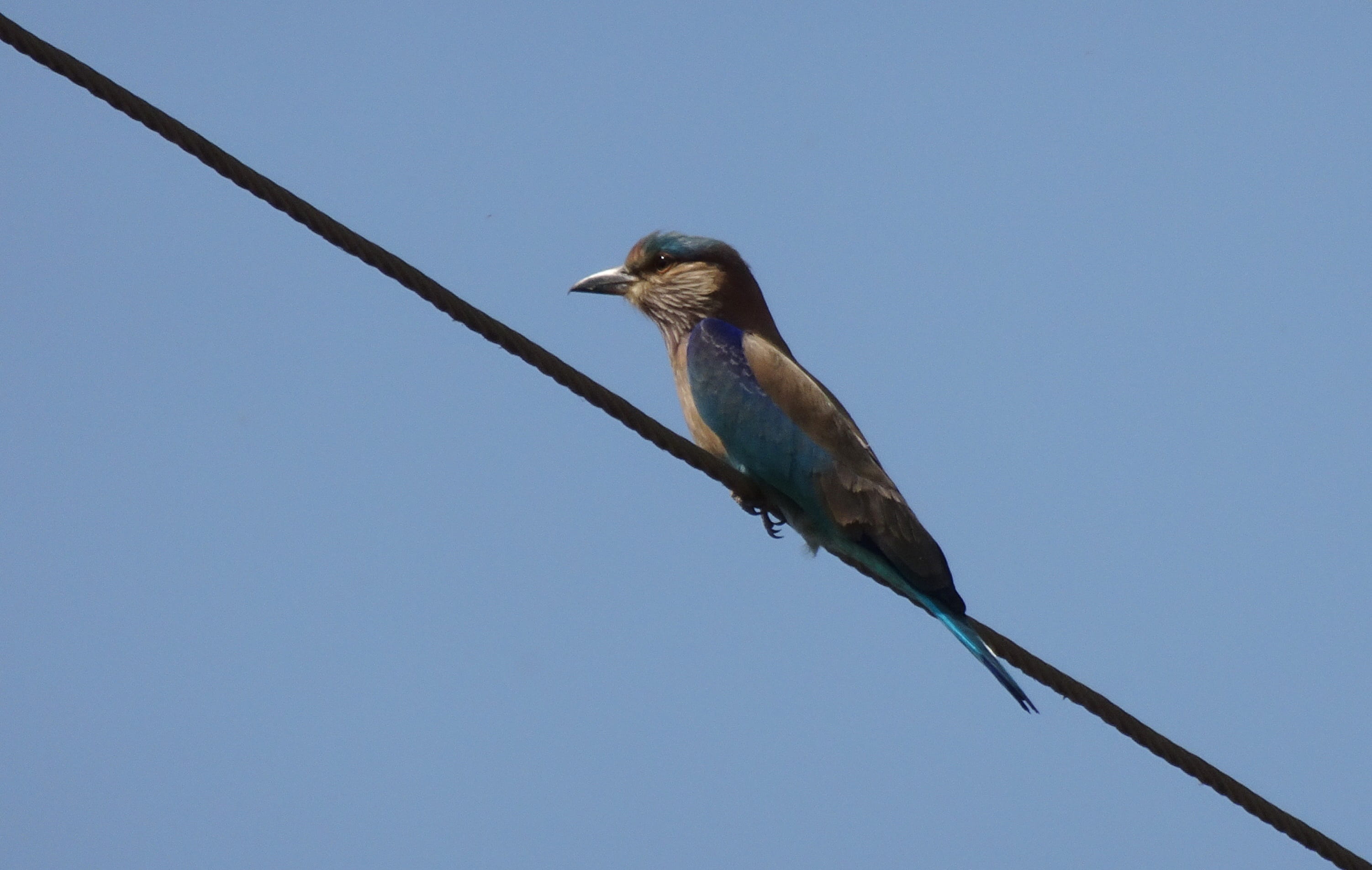 no people, animal, coracias benghalensis, perching, roller, vertebrate, india, cable, plant, animal wildlife, sky, lilac-breasted, perched, avian, copy space, HD Wallpaper