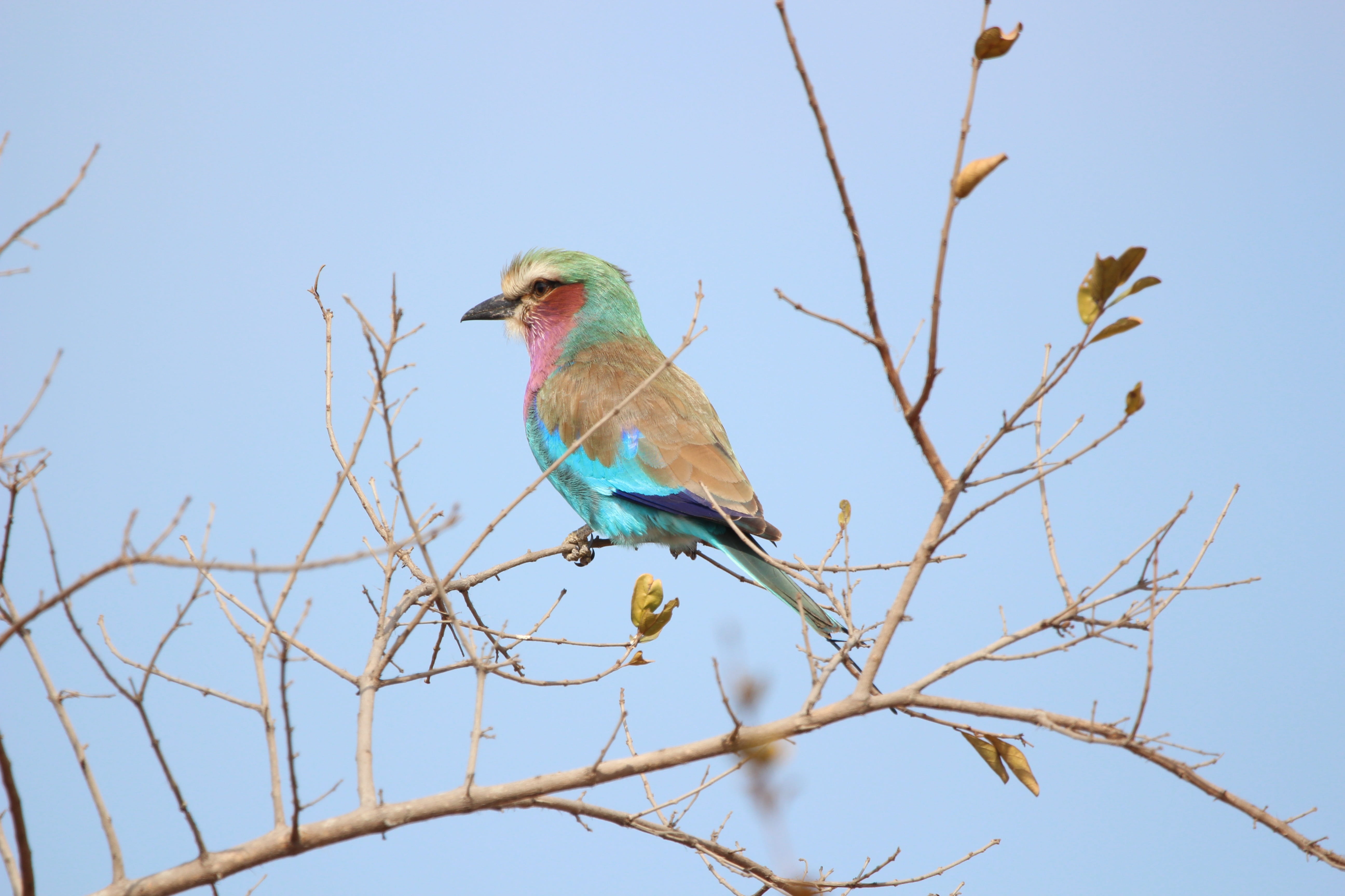 outdoors, plant, plumage, colorful, one animal, 5K, branch, day, blue, bare tree, animals in the wild, nature, birdwatching, perching, sky, roller, photography, HD Wallpaper