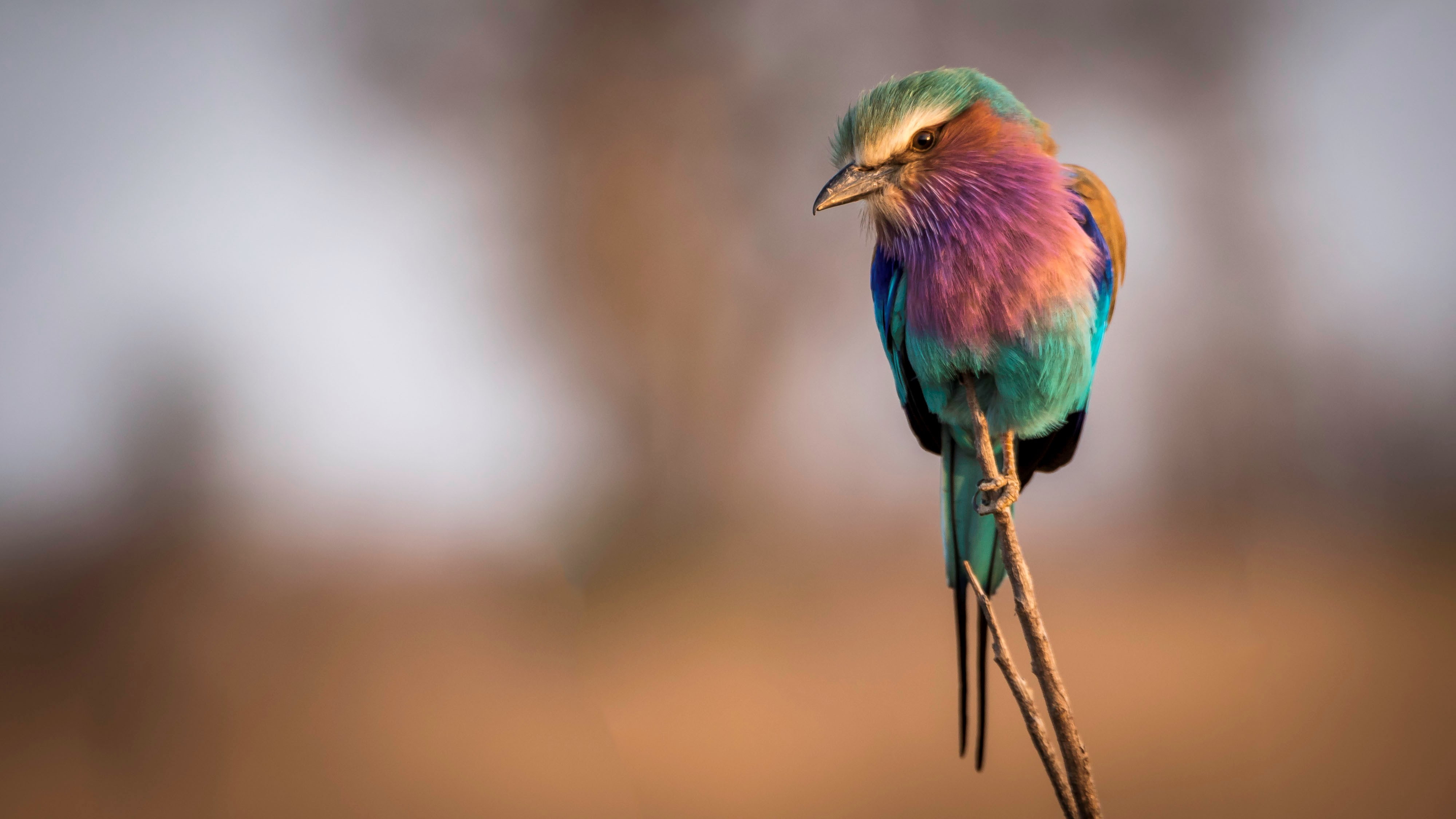 lilac breasted roller, 4K, HD Wallpaper