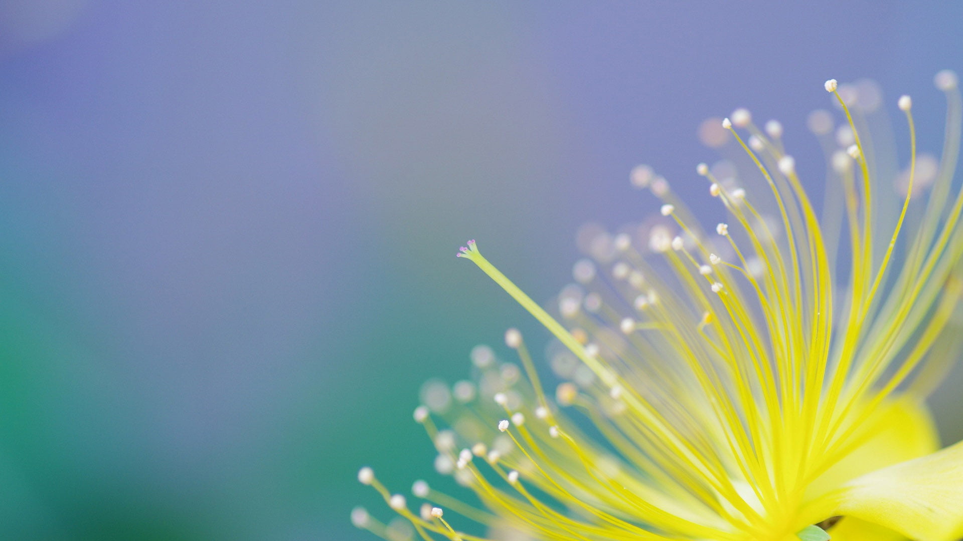 fragility, backgrounds, spring, space, season, no people, brightly lit, inflorescence, flowers, flower, sunny, bright, weather, clear, softness, vibrant, HD Wallpaper