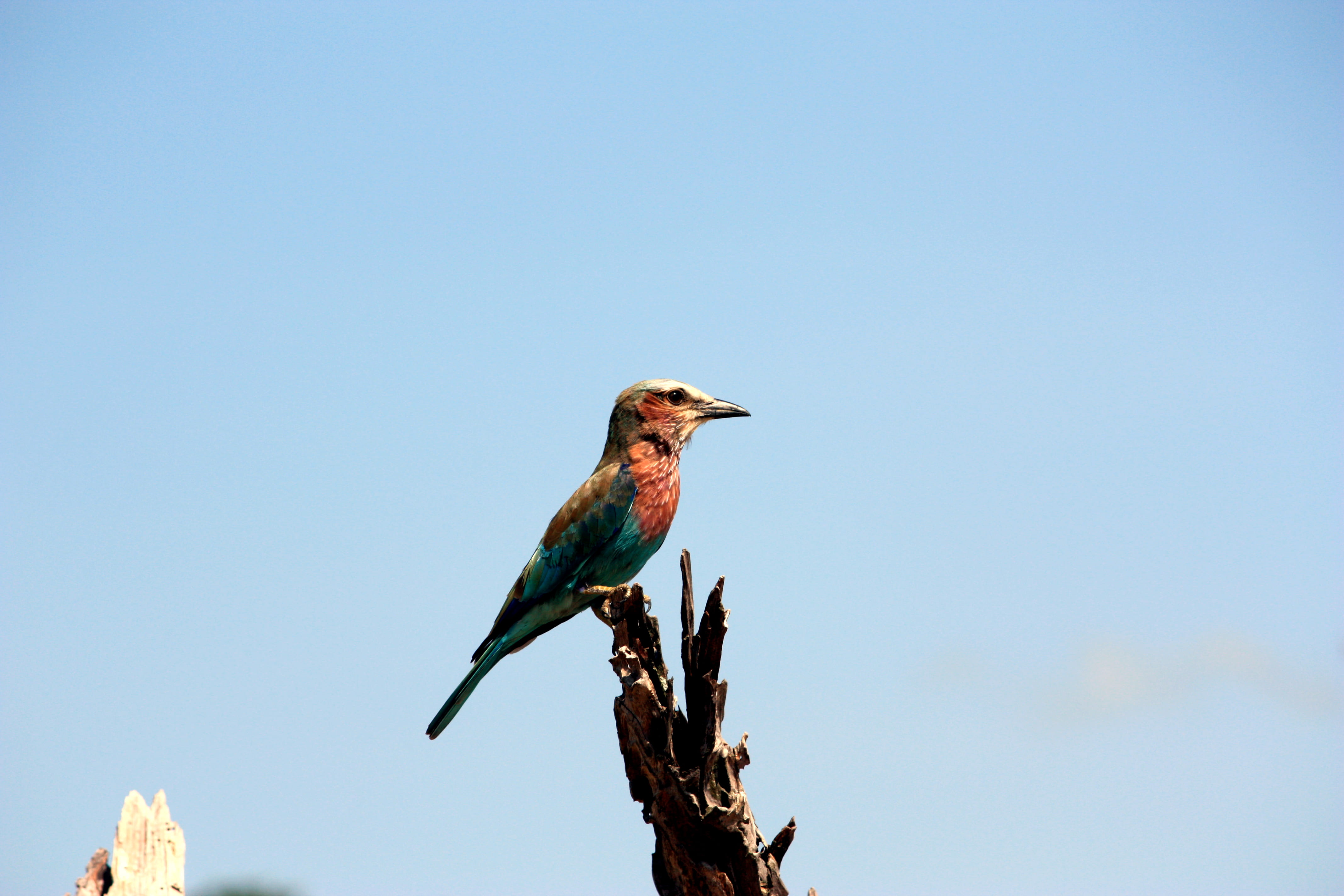zambia, wren, flight, tree, clear sky, low angle view, aircraft, lilac-breasted roller, no people, animal, flying, bee eater, 4K, animal wildlife, perching, HD Wallpaper