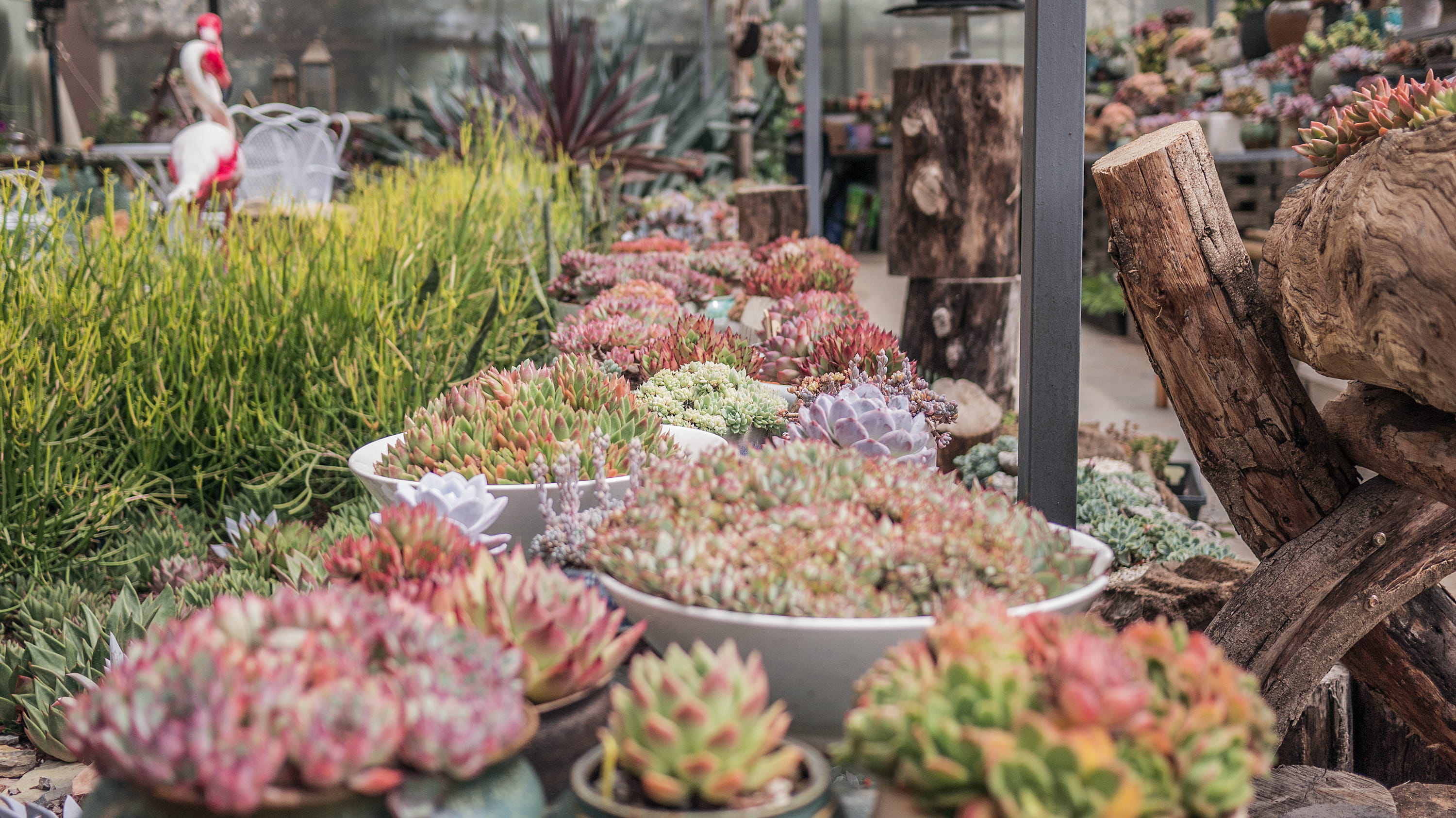 for sale, floral design, flowering plant, abundance, conifer, market stall, food, bird, retail, flower, tree, choice, animal, growth, pineapple, human, HD Wallpaper
