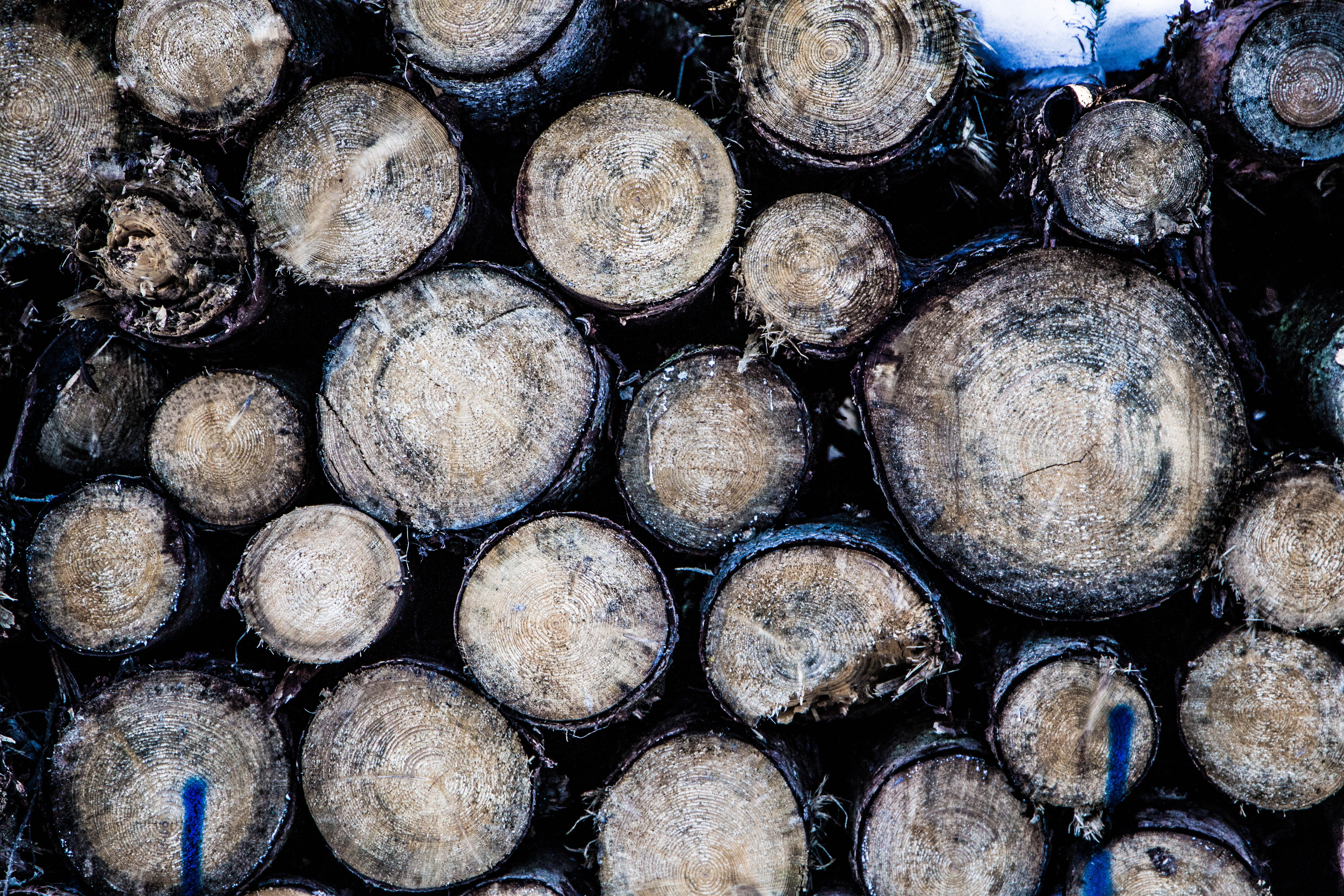 angry birds, woodpile, log, arrangement, animal, firewood, hardwood, timber, lens cap, backgrounds, paintball, forest, plant, 5K, symbol, bear, tree, lumber, HD Wallpaper