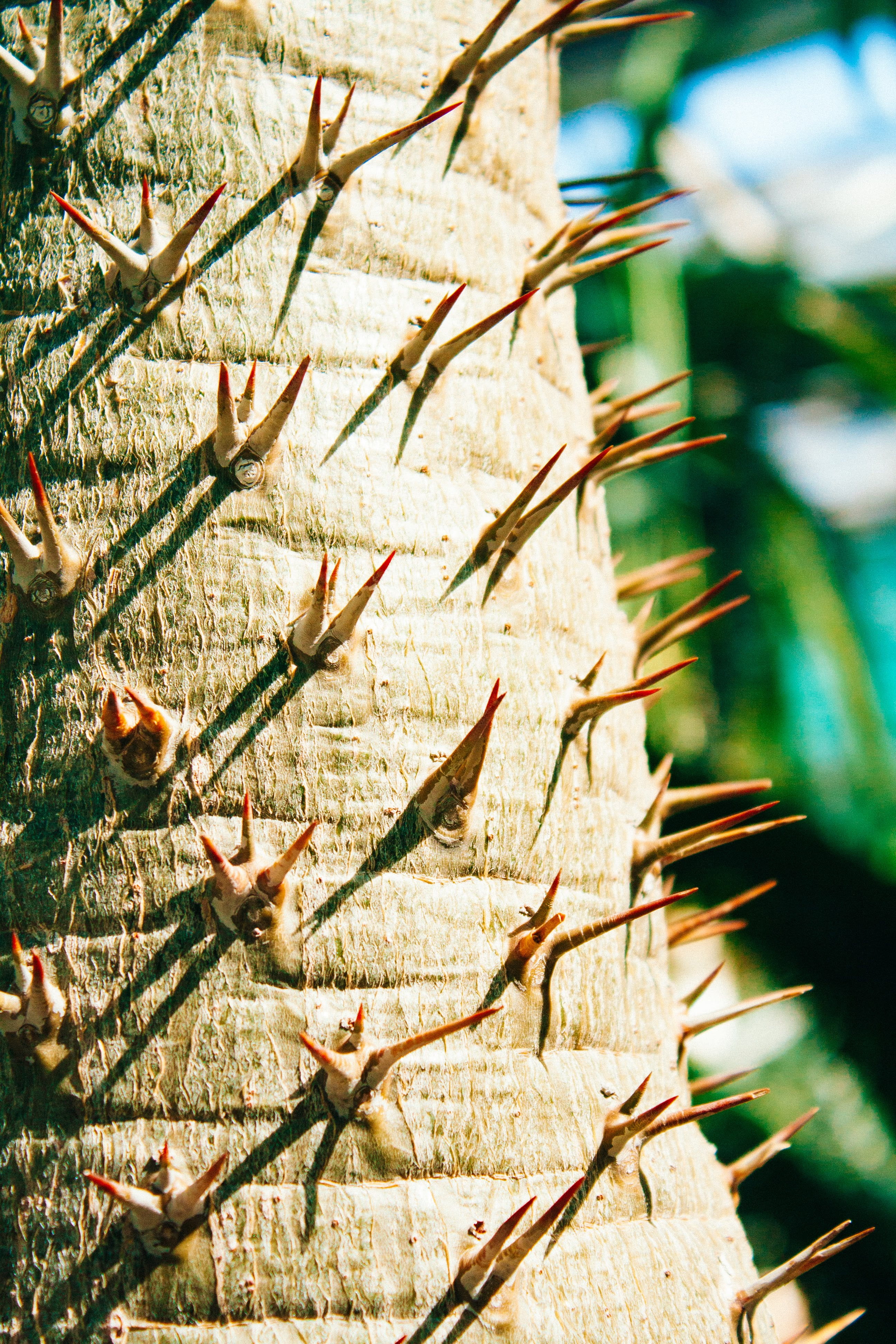 cactus, green color, no people, abies, branch, cricket insect, spiky, invertebrate, beauty in nature, spiked, leaves, outdoors, sharp, insect, selective, Phone HD Wallpaper