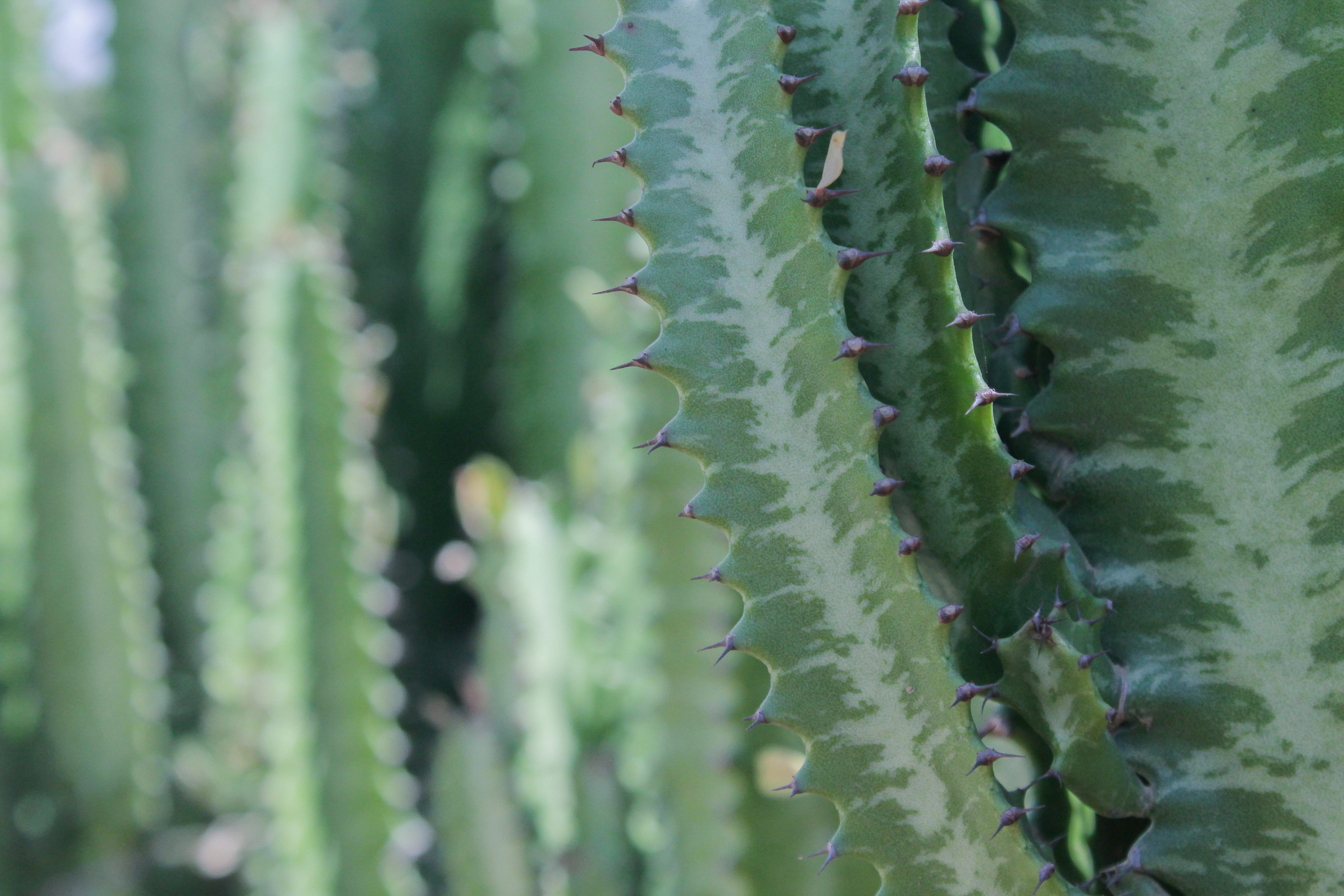 green, inflatable, plants, cuba, spines, spider, greenhouse, peacock, selective focus, invertebrate, growth, cactus, agavaceae, aloe vera plant, botany, HD Wallpaper