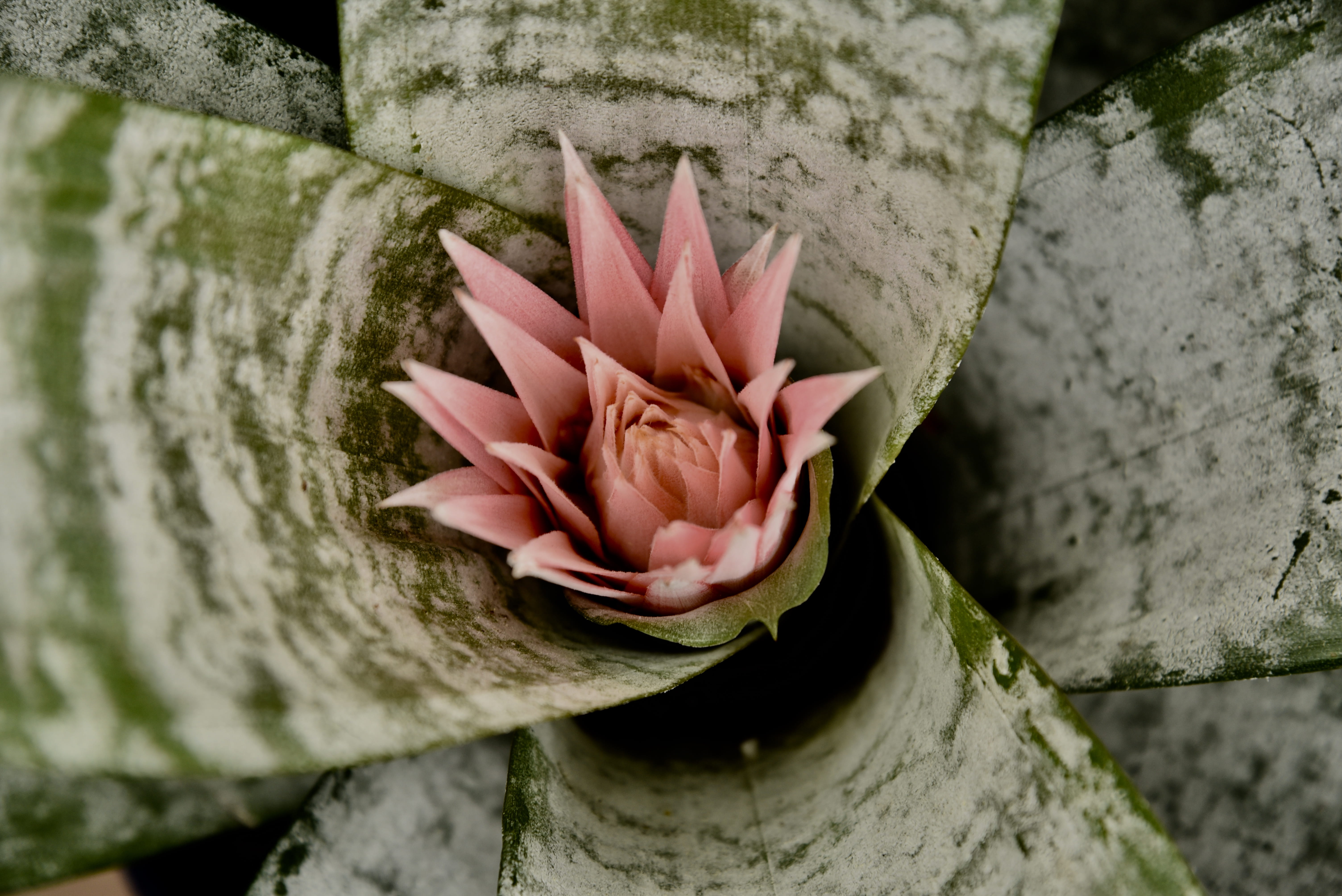 outdoors, leaf, flower head, inflorescence, nature, carnation, araceae, insect, pink color, close-up, blossom, fragility, aloe, high angle view, macro, HD Wallpaper