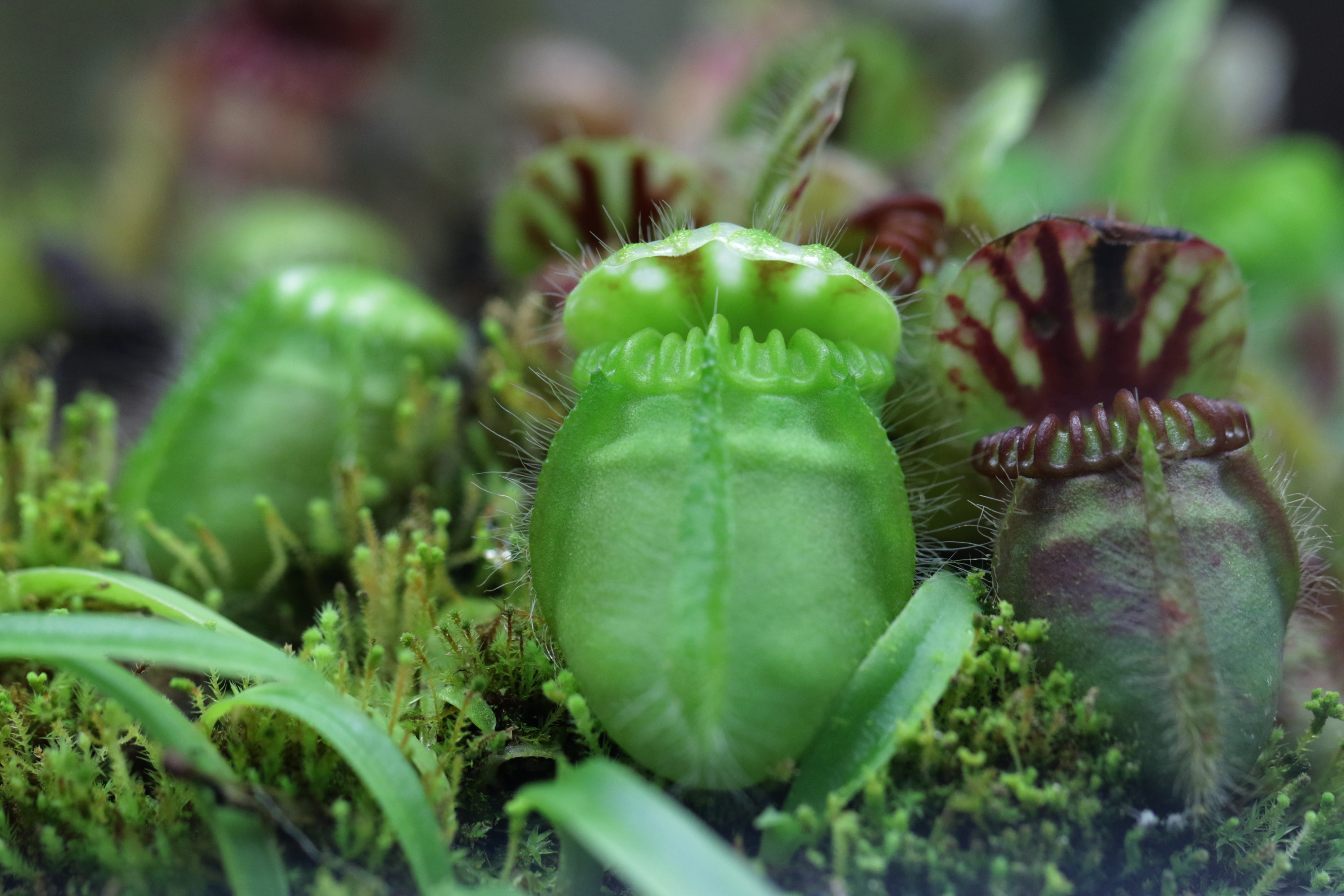 sea anemone, no people, algae, macau, nature, growth, food, vegetable, flower, garden spider, succulent plant, moss, cactus, food and drink, invertebrate, HD Wallpaper