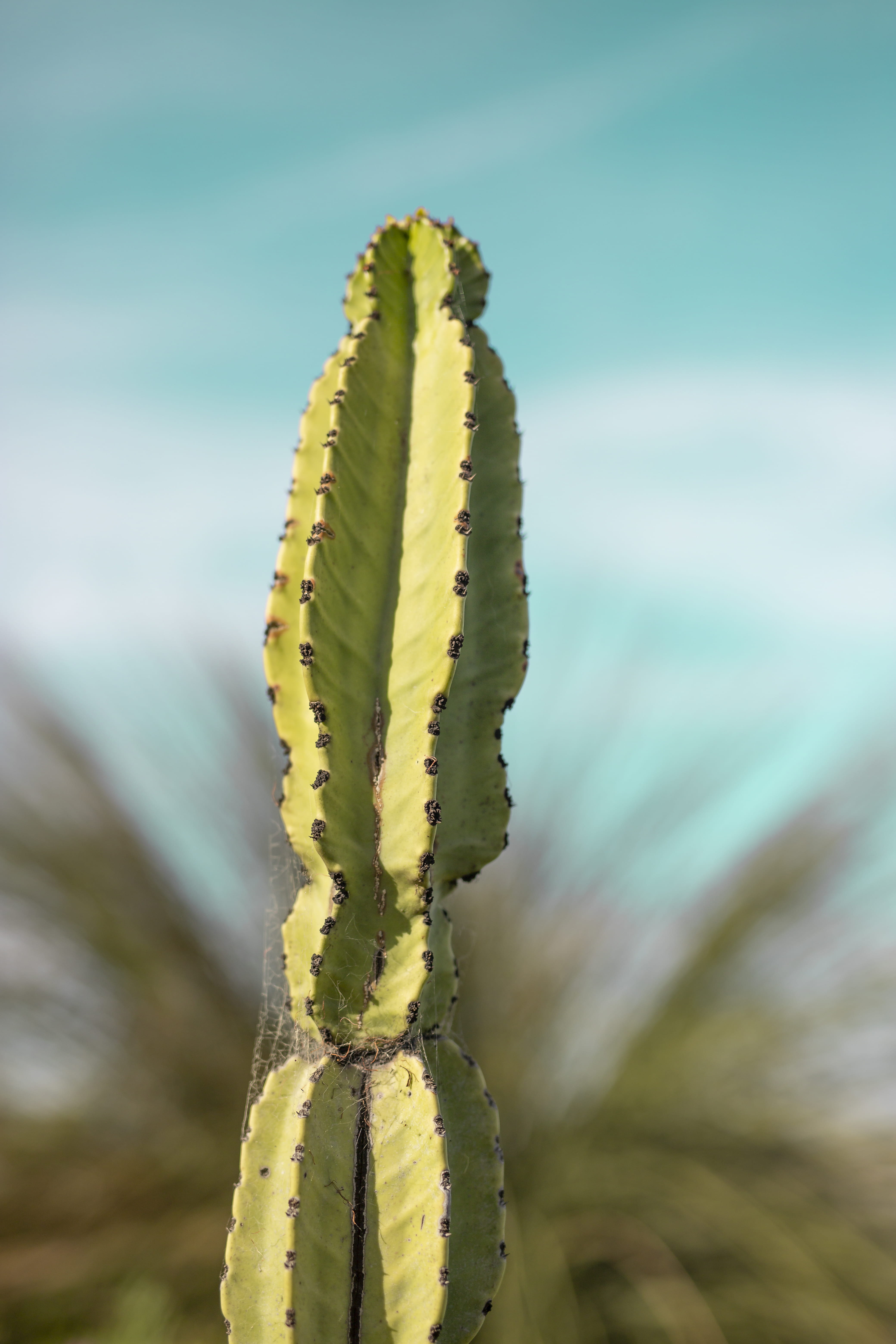 school, spiky, flora, growth, plant, inflatable, close-up, thorn, agavaceae, day, animal wildlife, cactus, animal, texture, aloe, green, one animal, beauty in nature, Phone HD Wallpaper