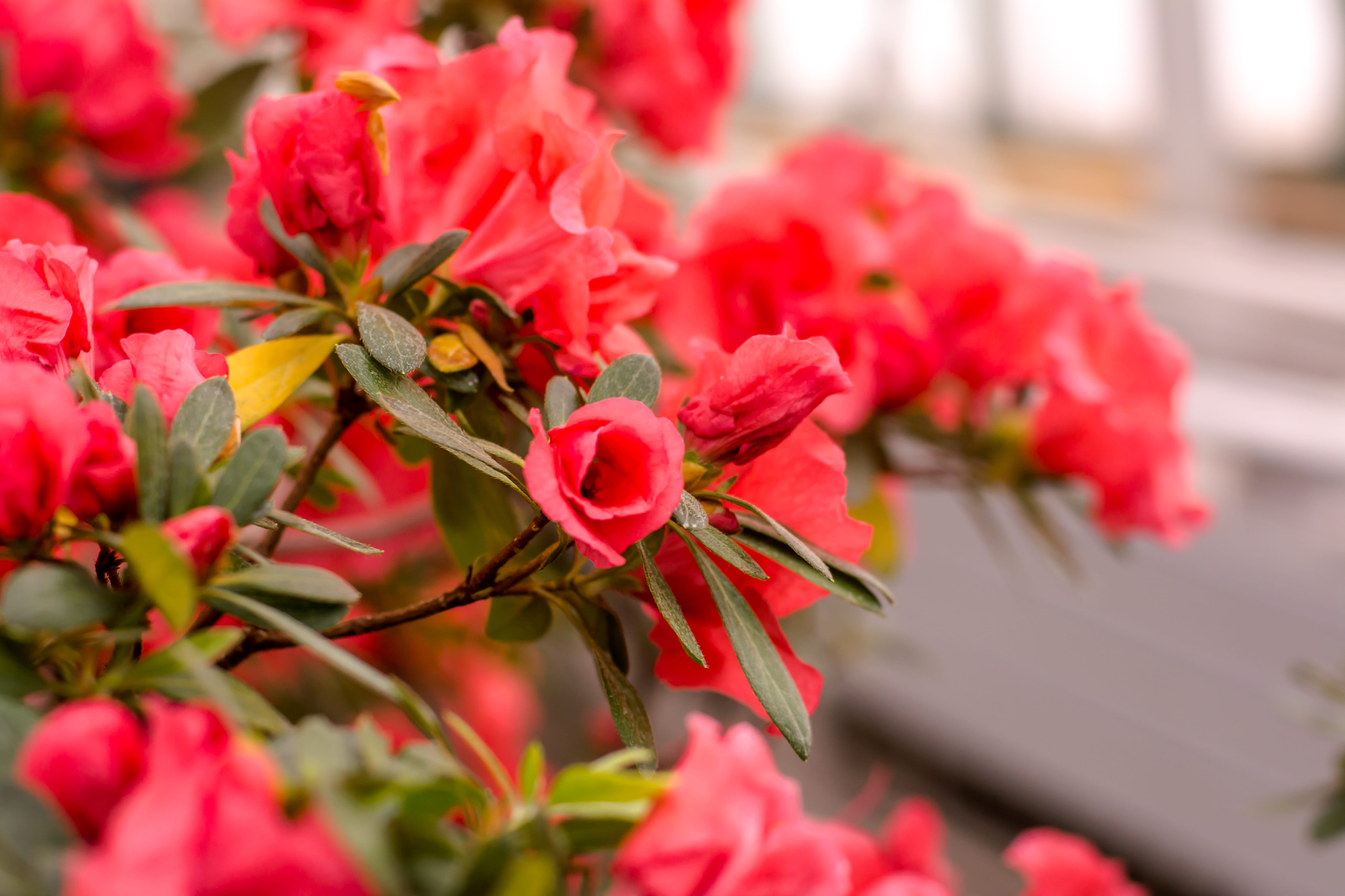 no people, cricket insect, flower head, vulnerability, flower bouquet, wiring, invertebrate, screen, nature, geranium, rose, brick, photography, peony, HD Wallpaper