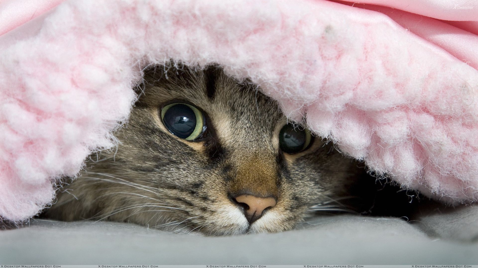 cat, looking at camera, animal eye, domestic animals, animal, eye, feline, animal themes, pets, whisker, tabby, cat  android, 1080P, portrait, looking, HD Wallpaper