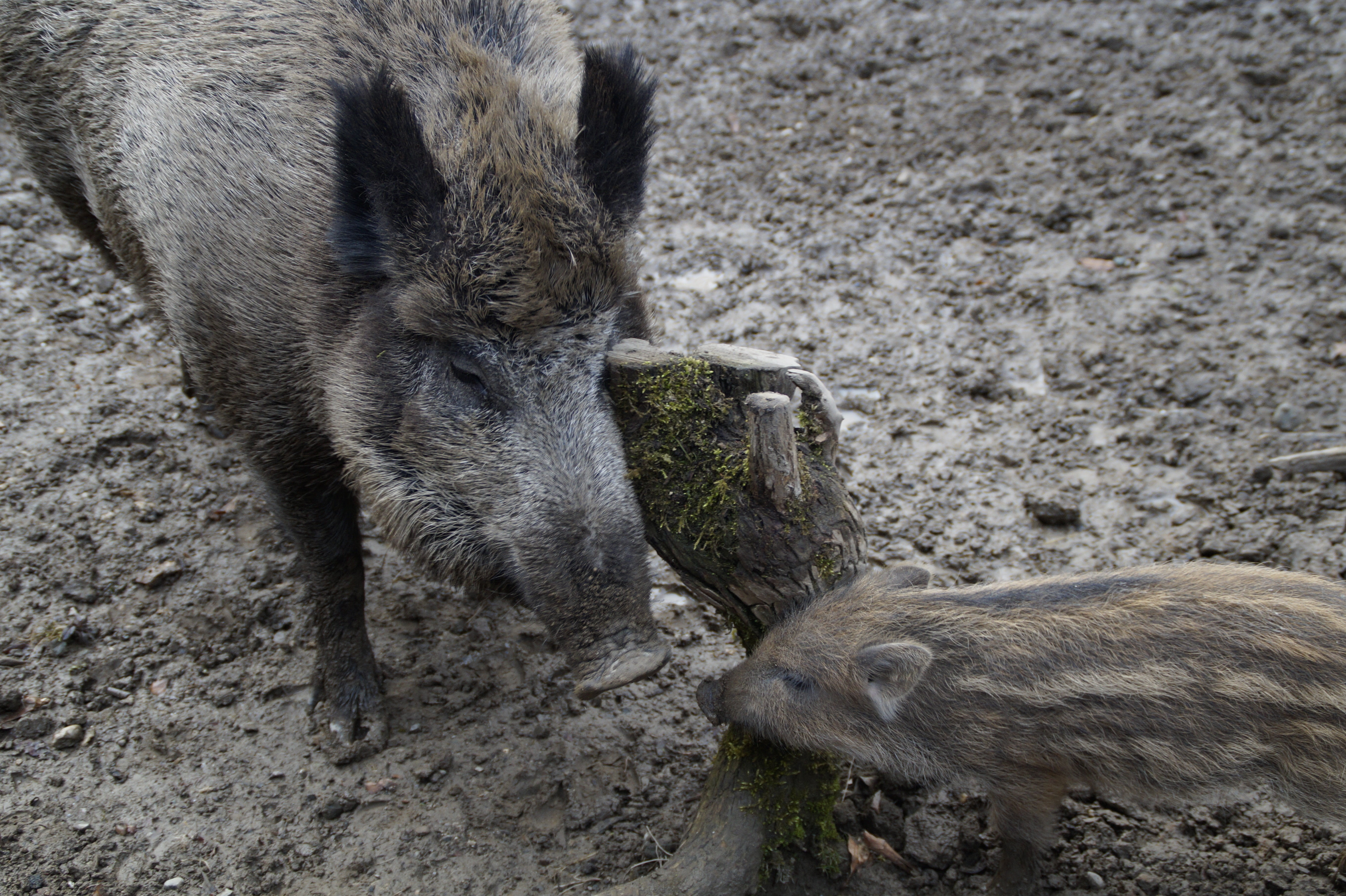 animal, imitation, learn, day, scrub, mammal, mud, wild boar, animal themes, pig, land, scratching themselves, behavior, field, wild boars, muddy, animals in the wild, HD Wallpaper