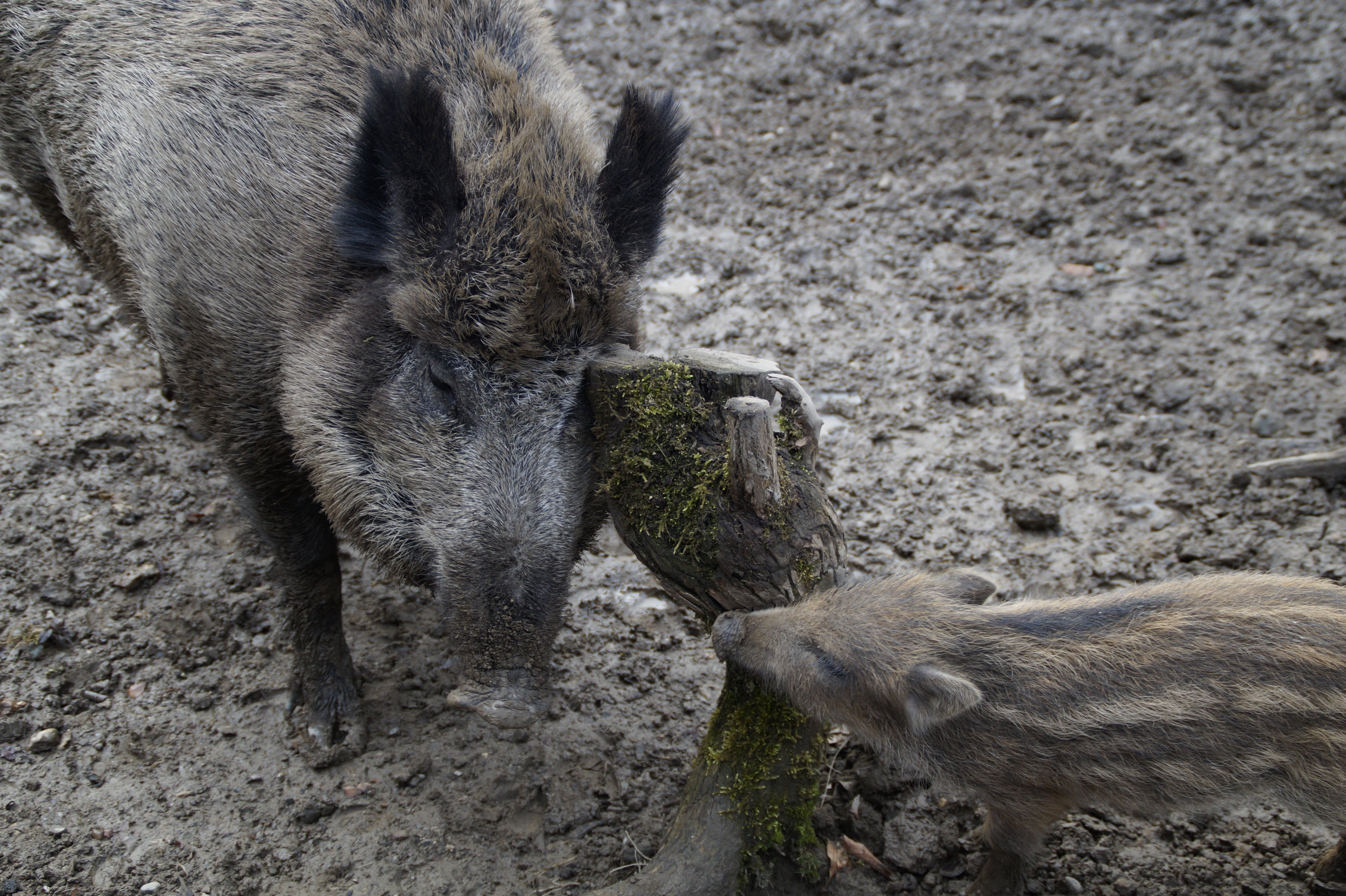 outdoors, two animals, 5K, wild boars, pigs, imitation, mud, land, mammal, pig, animal family, scrub, behavior, animal, animal wildlife, animal themes, HD Wallpaper