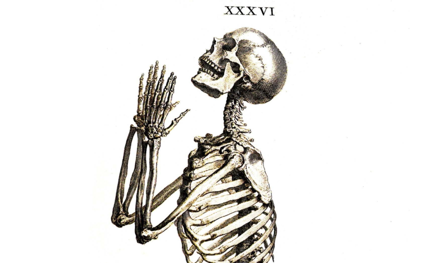 cut out, still life, creativity, no people, close-up, 720P, Praying, text, representation, music, bone, indoors, copy space, art and craft, Skeletons, HD Wallpaper