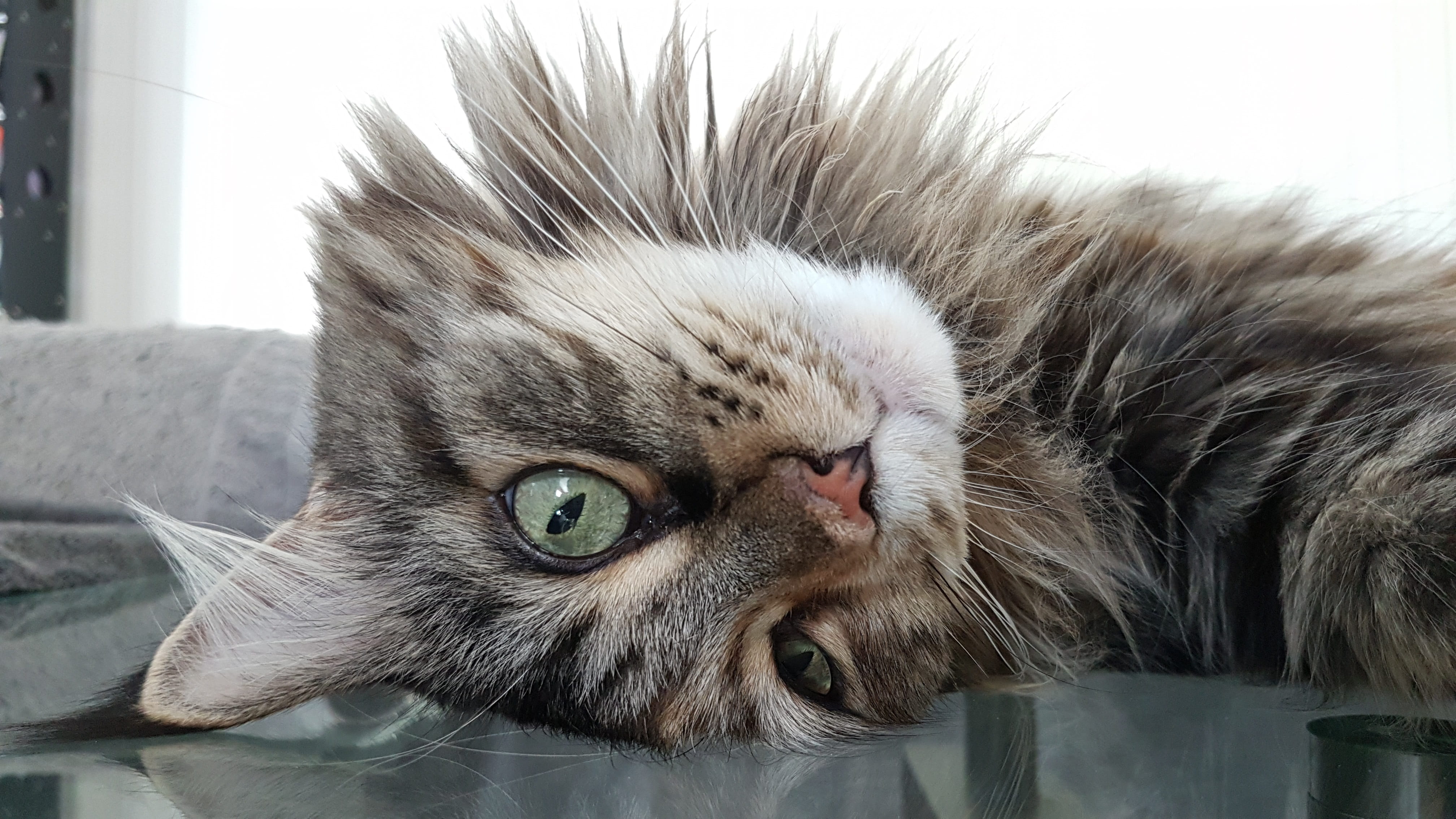 domestic, close-up, pets, maine coon, animal head, animal eye, smoochy, mainecoon, animal body part, animal themes, focus on foreground, purebred, domestic animals, HD Wallpaper
