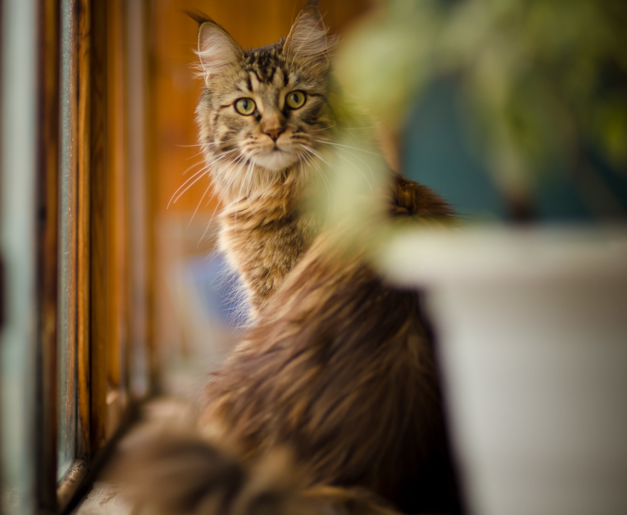 mainecoon, animals, DOMAINEERING, winter, red, 1080P, British fold, HD Wallpaper