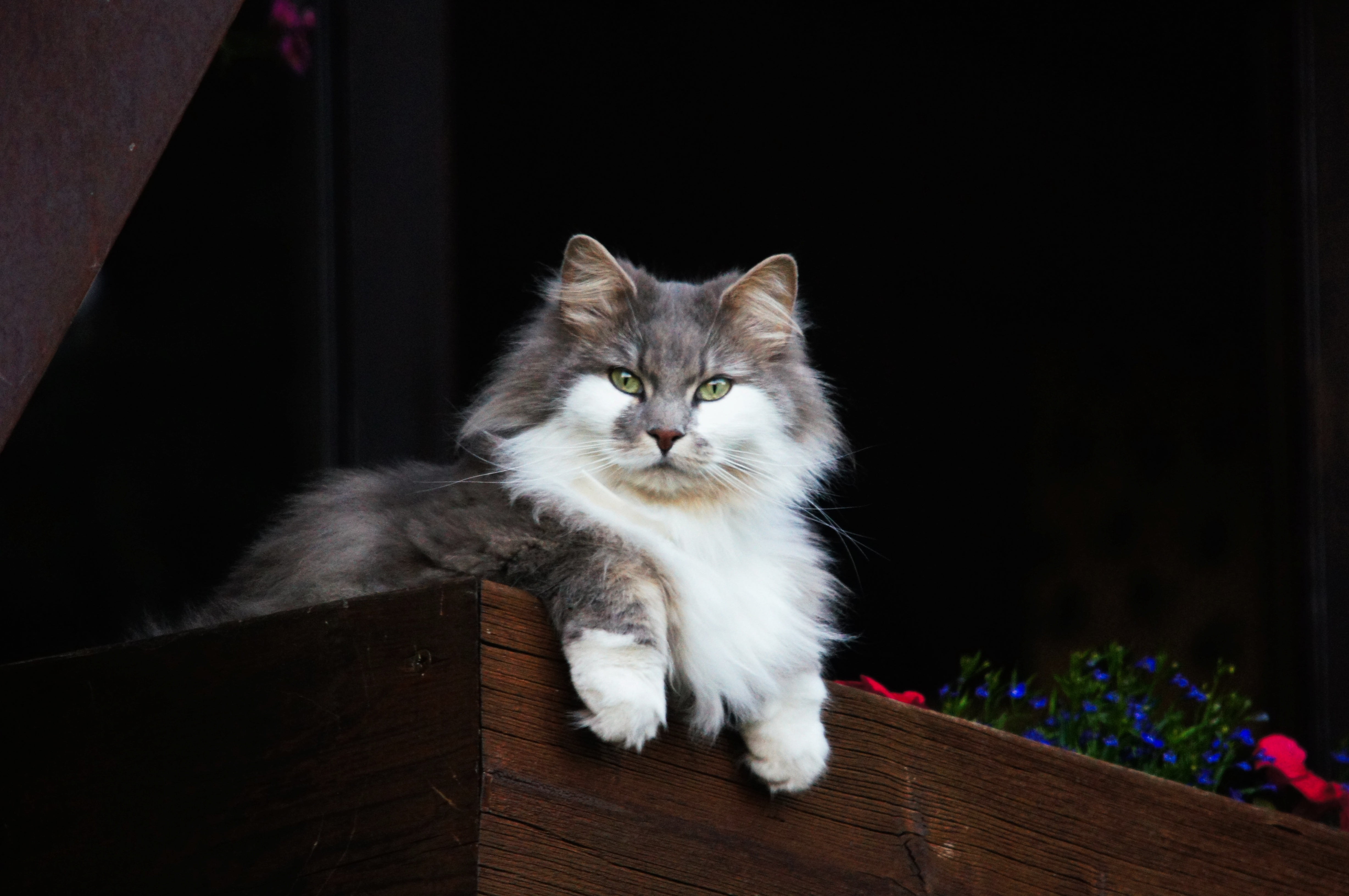 whisker, feline, mammal, sitting, indoors, looking at camera, animals, one animal, no people, guard, gray, white, relaxation, persian cat, cat, domestic cat, HD Wallpaper