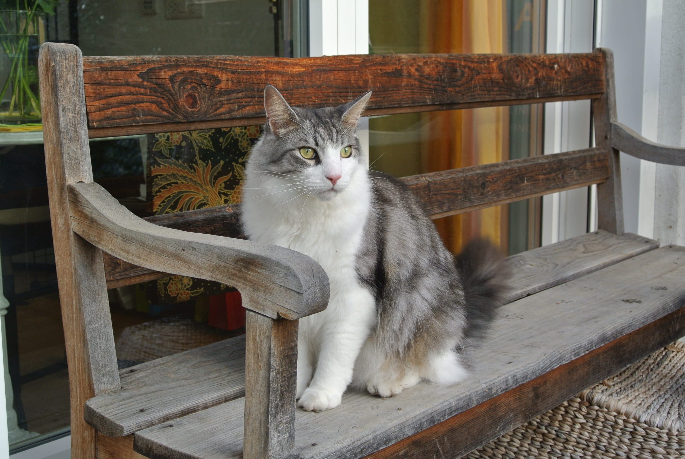 looking at camera, pets, animal, Mainecoon, domestic animals, whisker, no people, 2K, mammal, wood - material, chair, portrait, sitting, one animal, Bank, HD Wallpaper