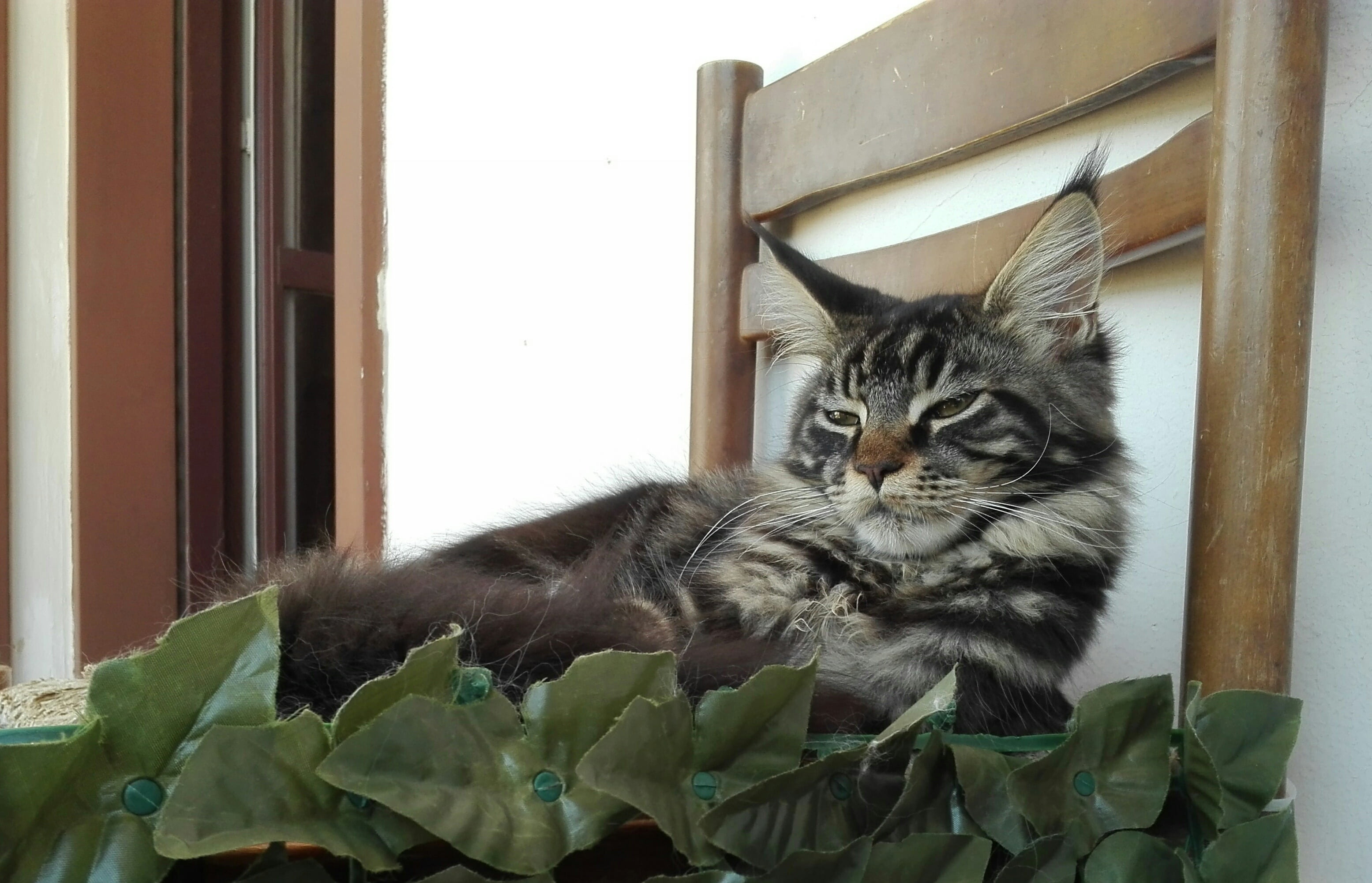 domestic animals, feline, kittens, mammal, animals, domestic, pets, home interior, cat, 2K, cute, mainecoon, vertebrate, relaxation, no people, breed maine coon, HD Wallpaper