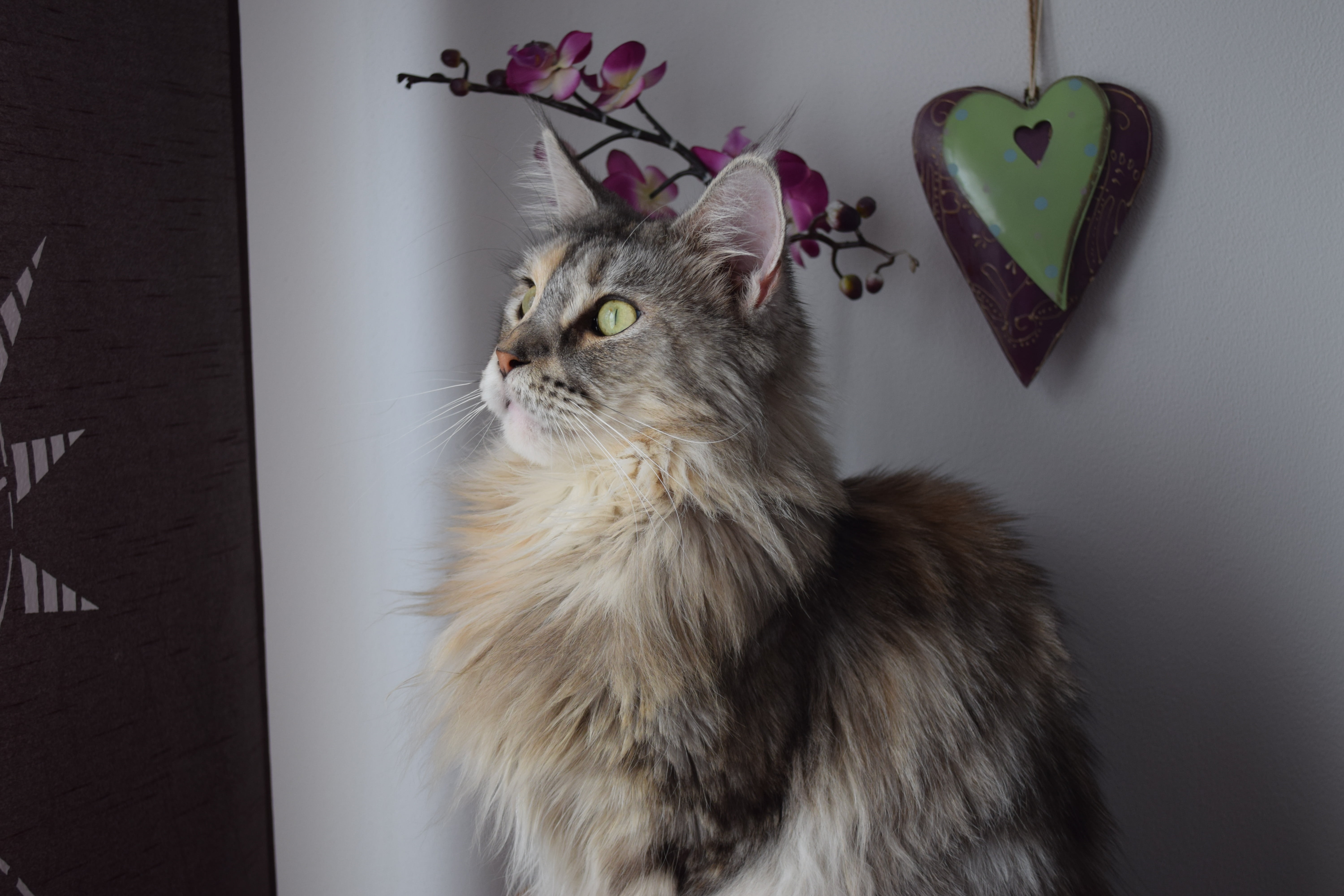 mainecoon, feline, cat, pets, indoors, domestic animals, looking away, close-up, main coon, profile view, domestic cat, 5K, no people, home interior, mammal, HD Wallpaper