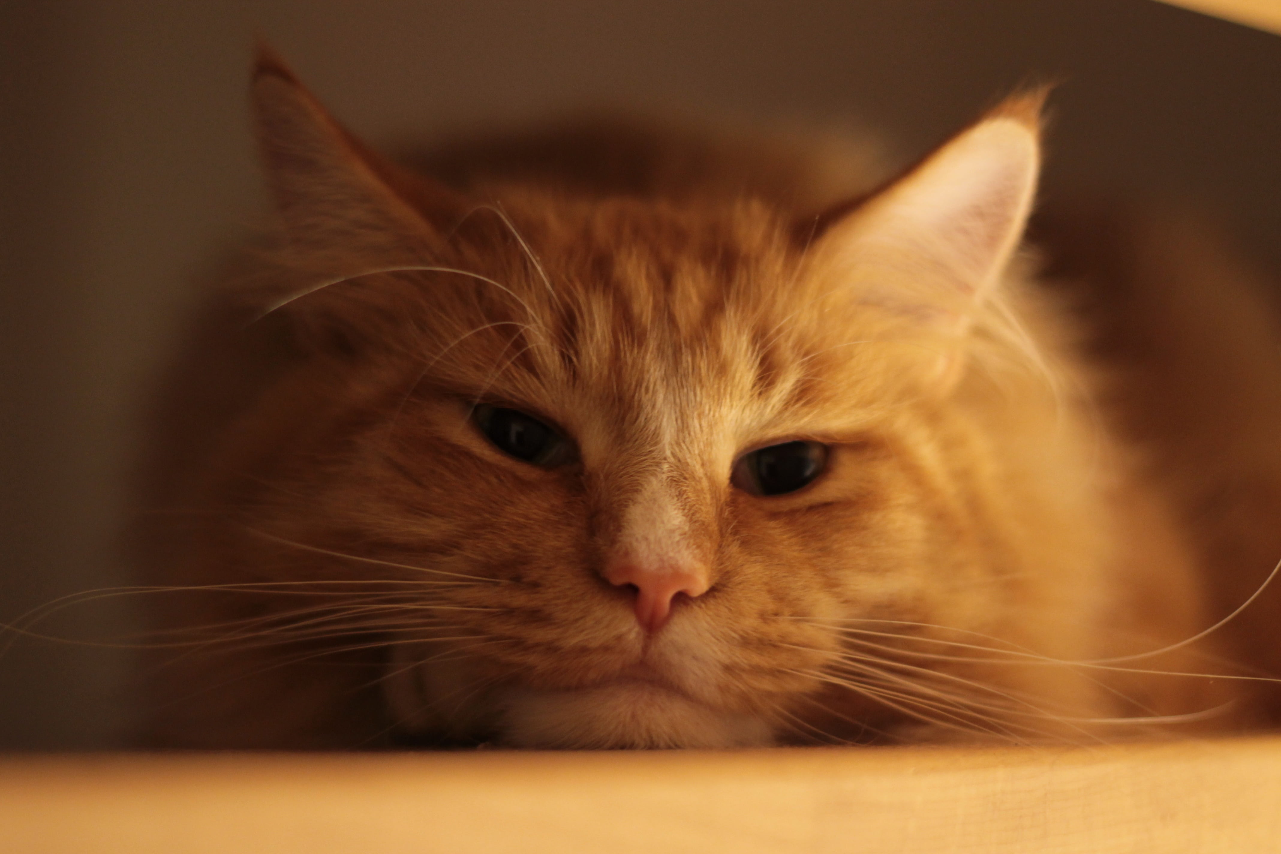 tabby, orange, focus on foreground, maine coon cat, mammal, looking at camera, animal body part, whisker, one animal, photography, domestic animals, animal eye, HD Wallpaper