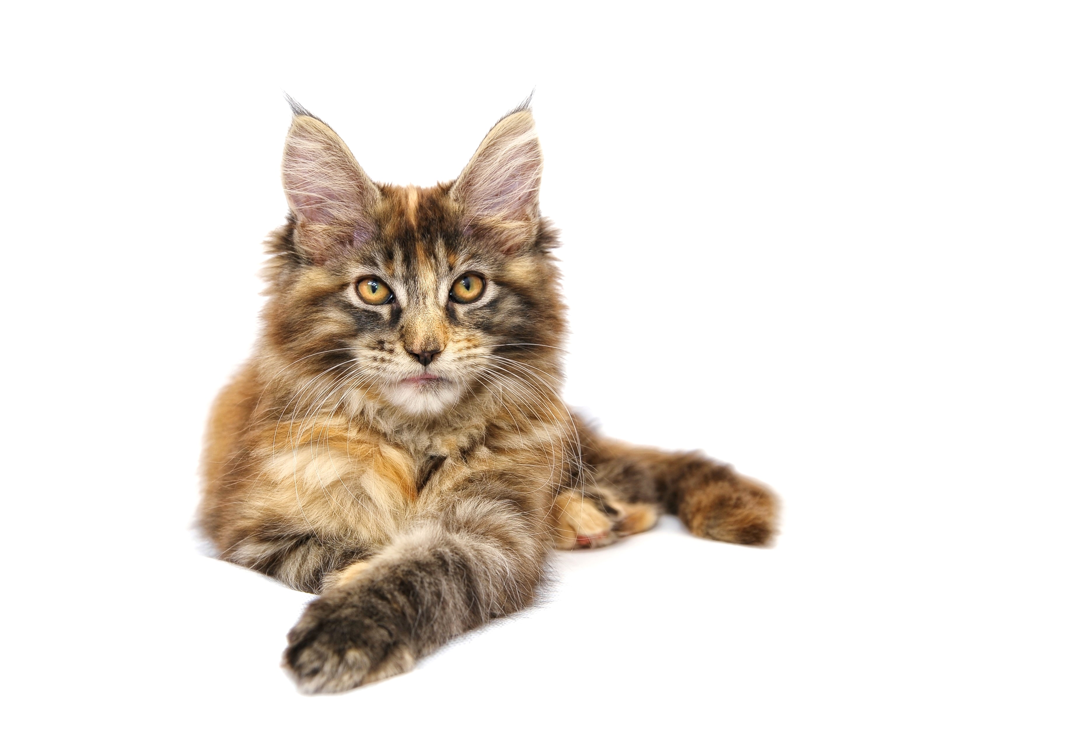 small, domestic Cat, kitten, white background, fur, lynx, one animal, young Animal, whisker, tabby, pet, pets, 2K, cat, feline, cute, maine coon, brown, HD Wallpaper