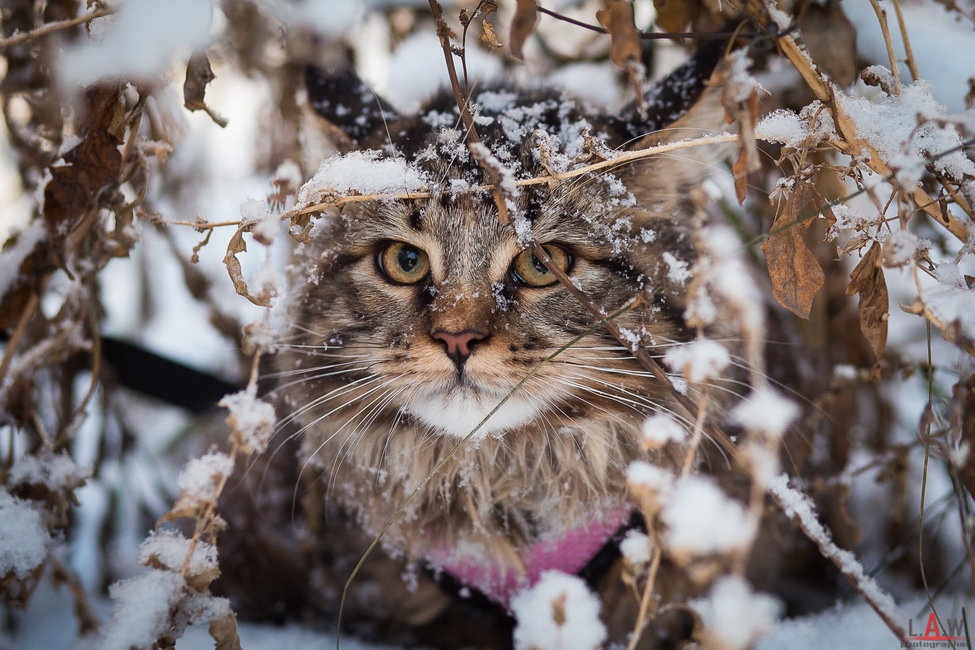red, snow, cat, feline, British fold, one animal, plant, tree, portrait, land, animal, day, looking at camera, pets, no people, animal themes, whisker, HD Wallpaper